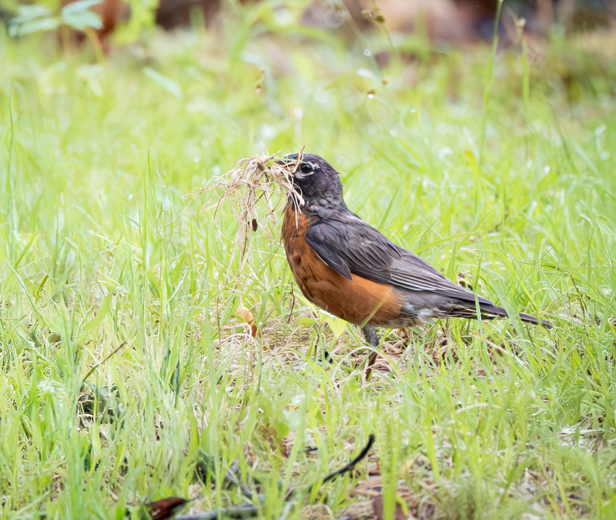 American Robin - Nest-Building Mom