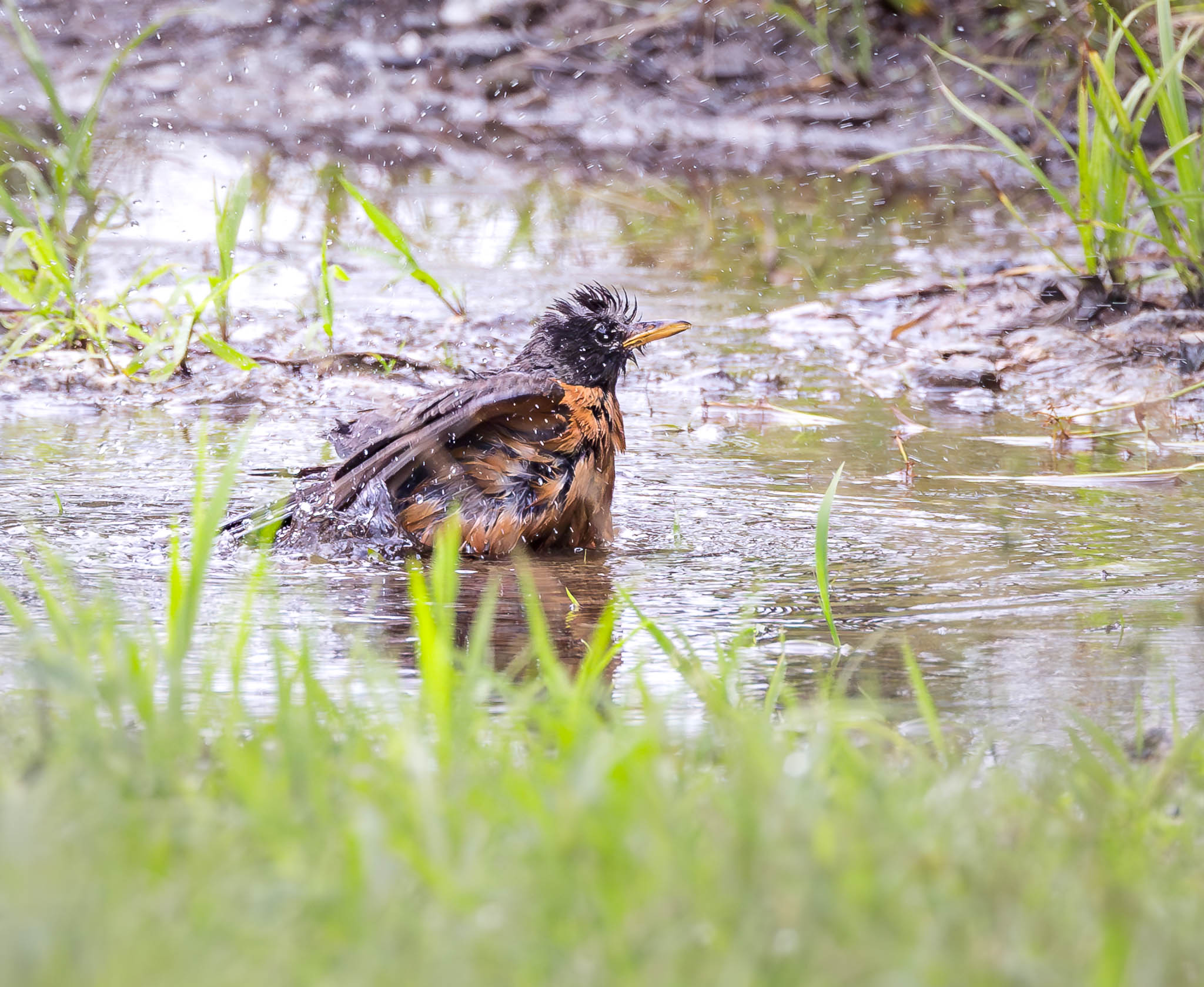 American Robin - Splish! Splash! Bath Time!