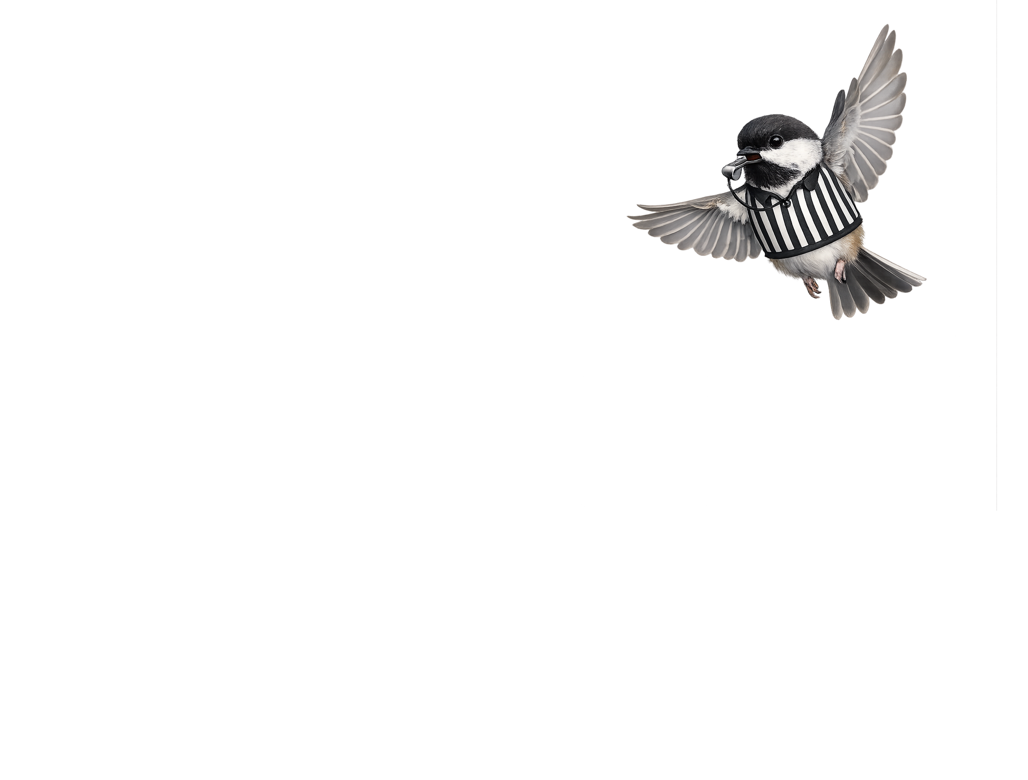 American Tree Sparrow & Dark-eyed Junco Overlay