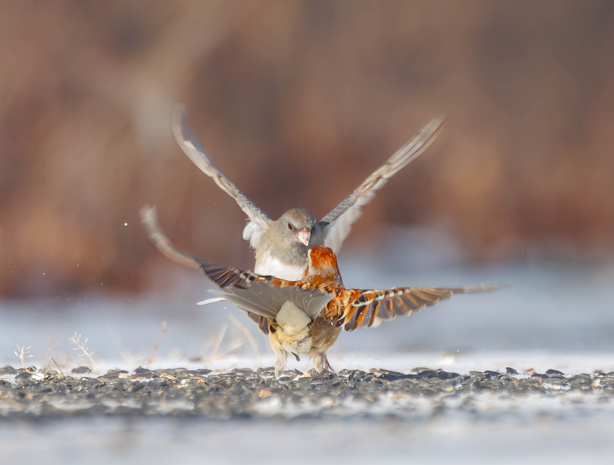 American Tree Sparrow & Dark-eyed Junco - Mine Not Yours