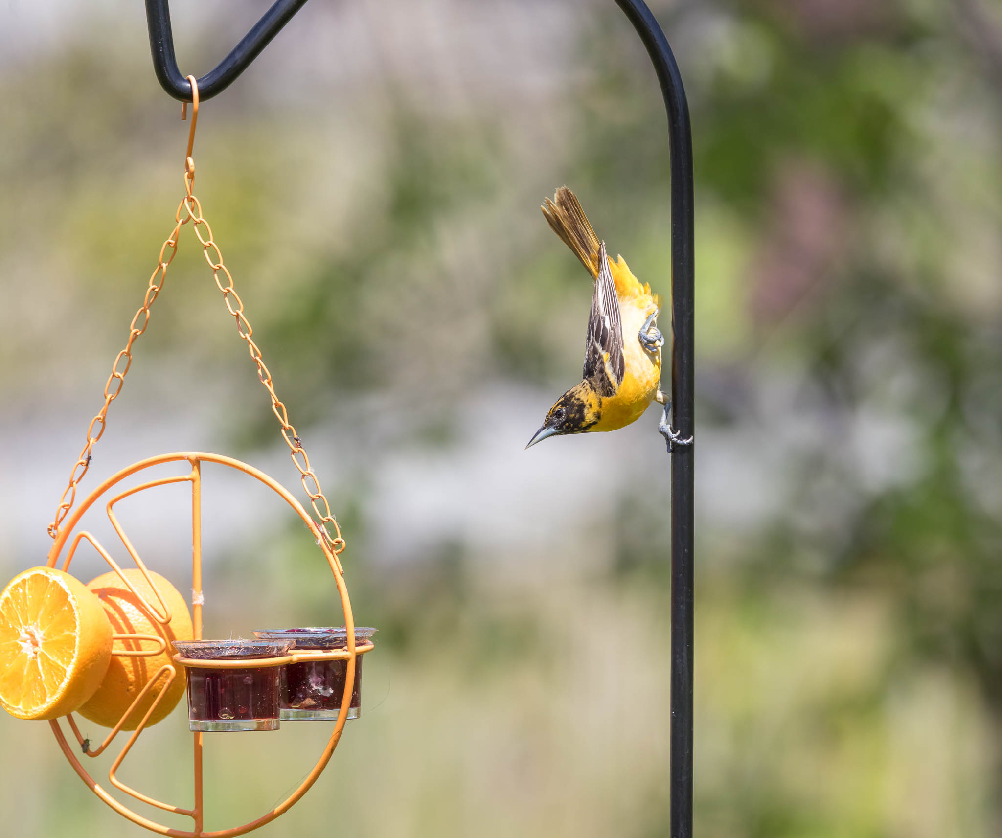 Baltimore Oriole - The Upside Down Taste Test