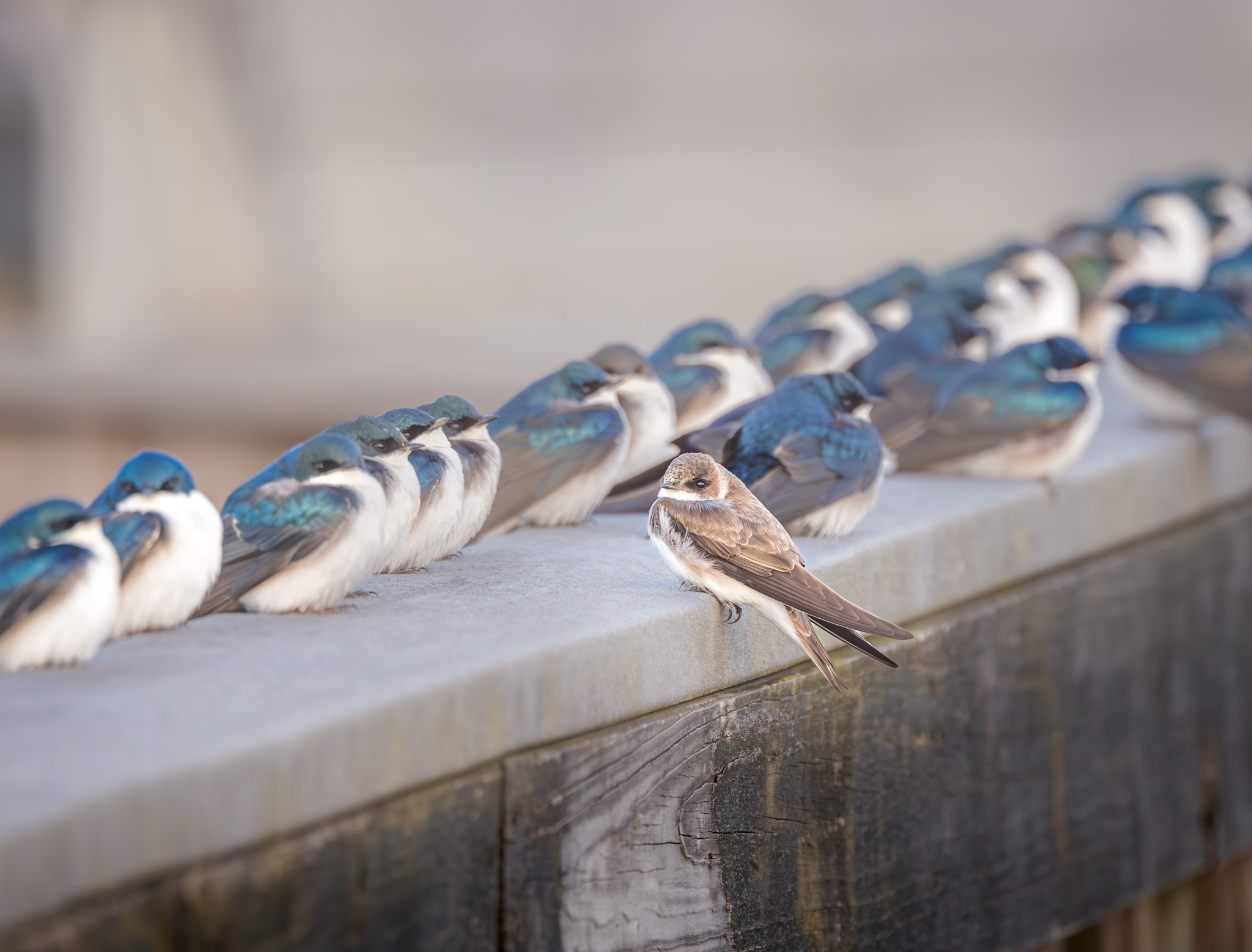 Bank Swallow - Wasn't It Blue Day?