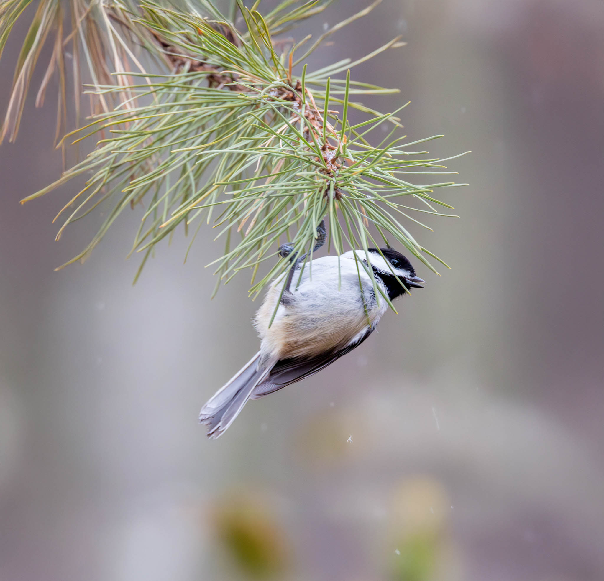 Black-capped Chickadee - The Pine Needle Acrobat