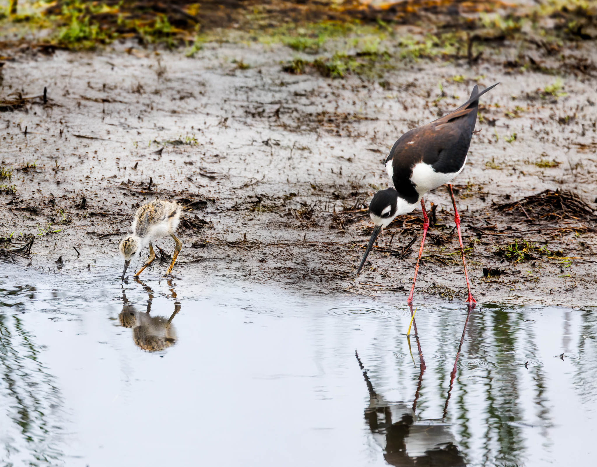 Black-necked Stilt - Learning by Watching
