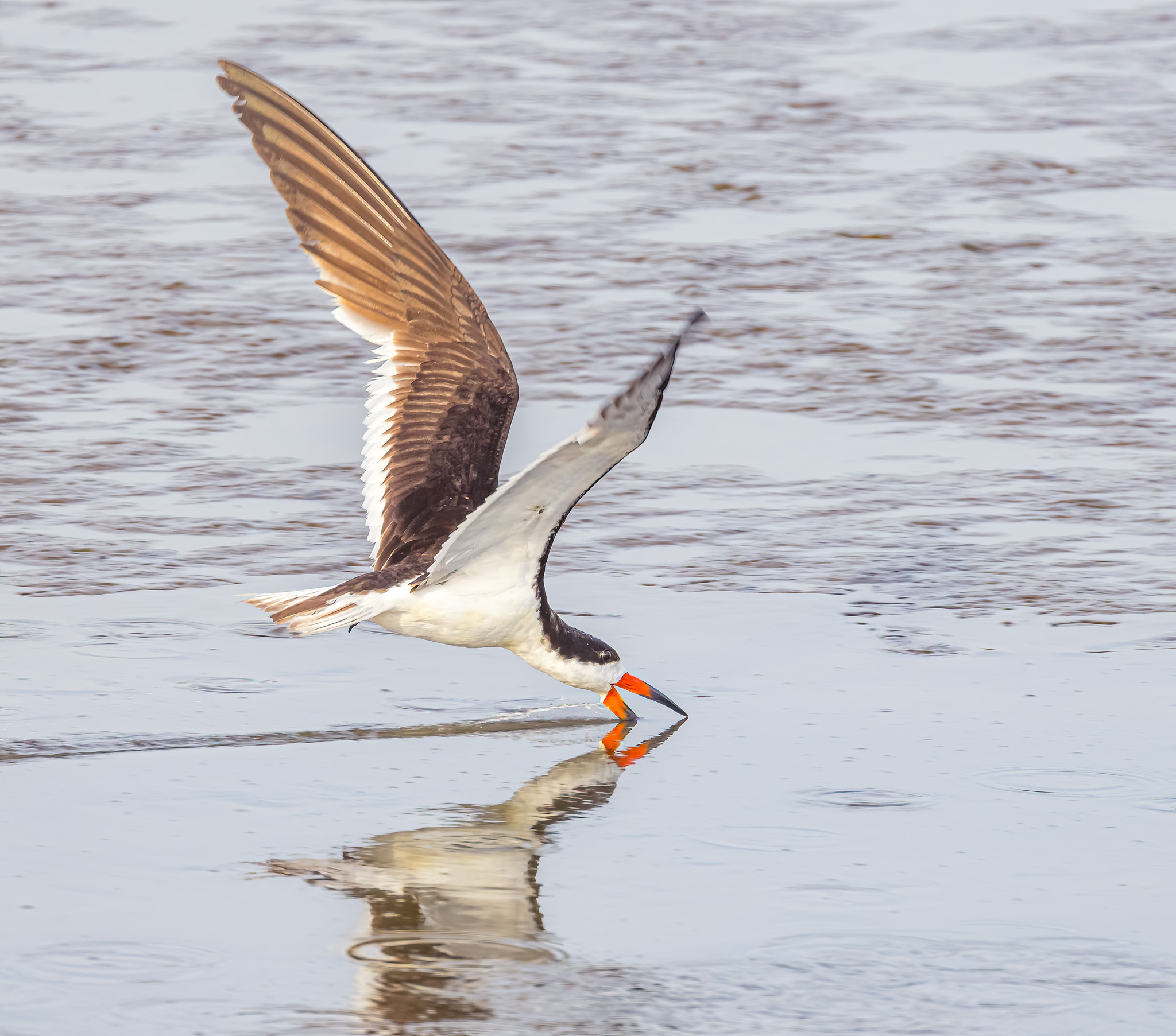 Black Skimmer - Fishing With My Face!