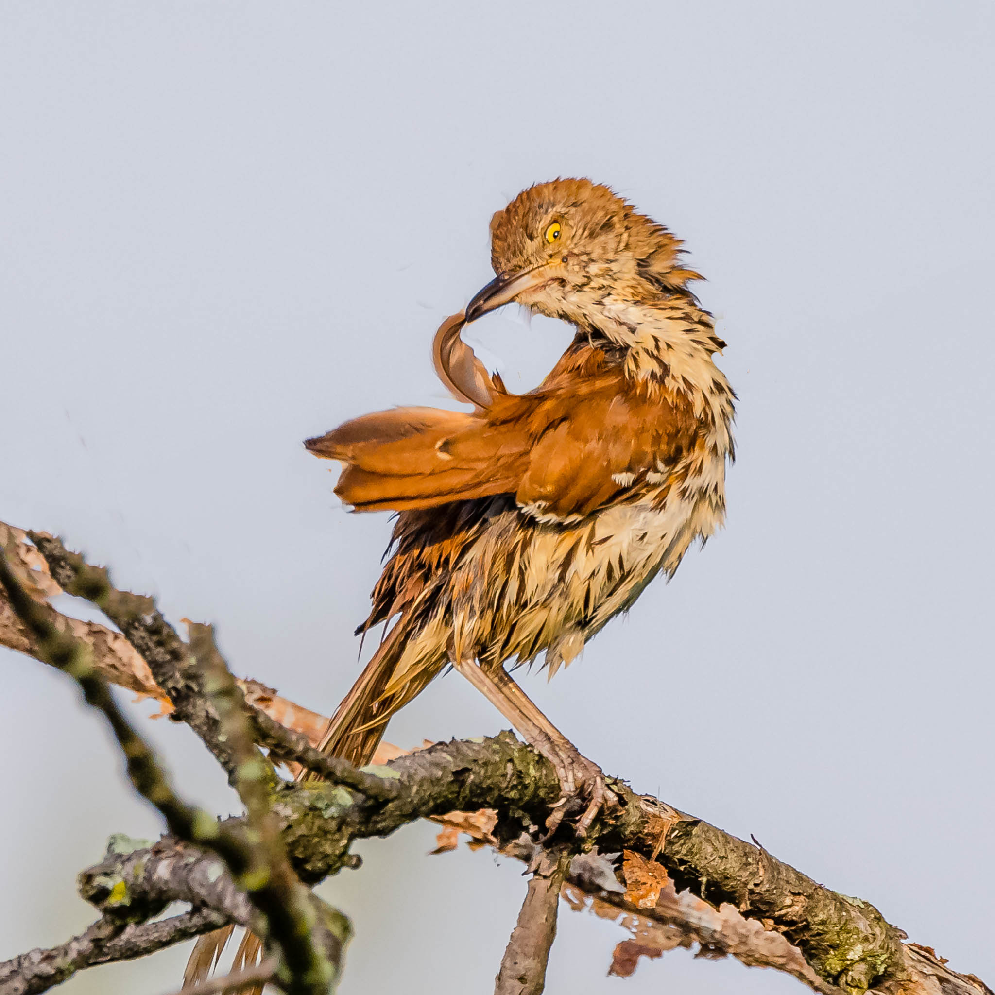 Brown Thrasher - When Your Back Feather Itches…