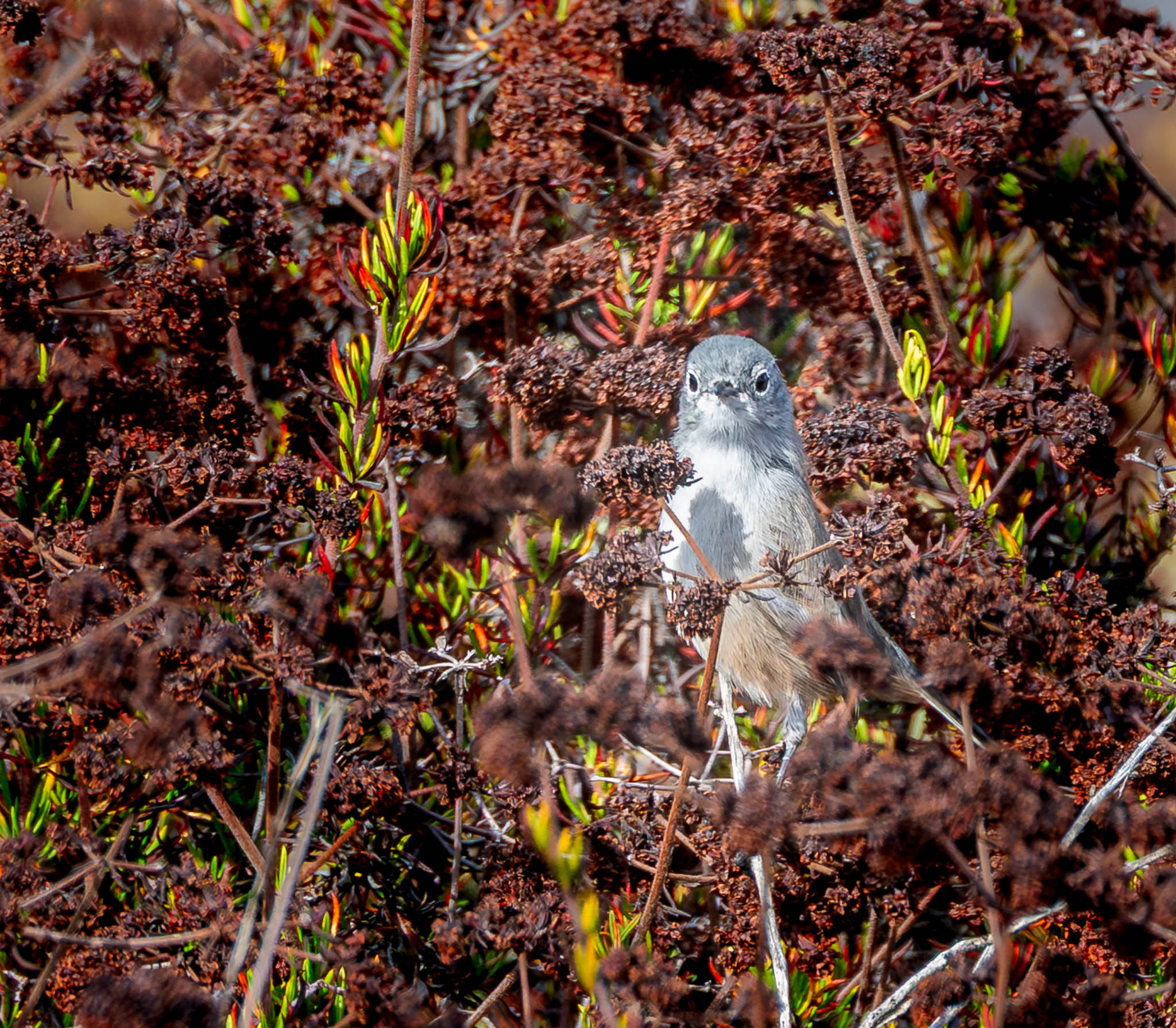 California Gnatcatcher - Peekaboo in the Brush