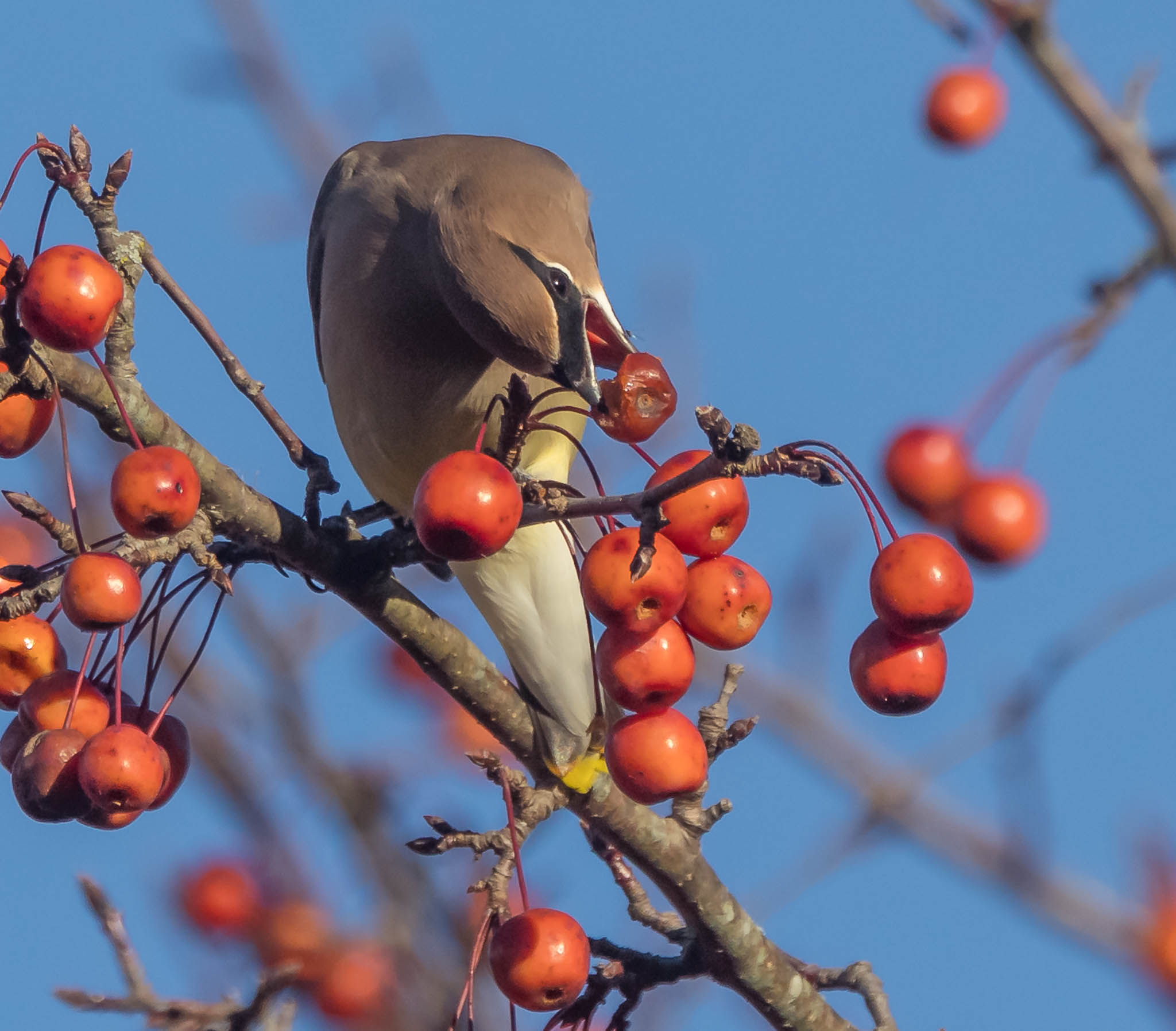 Cedar Waxwing - Berry Bendy Bird
