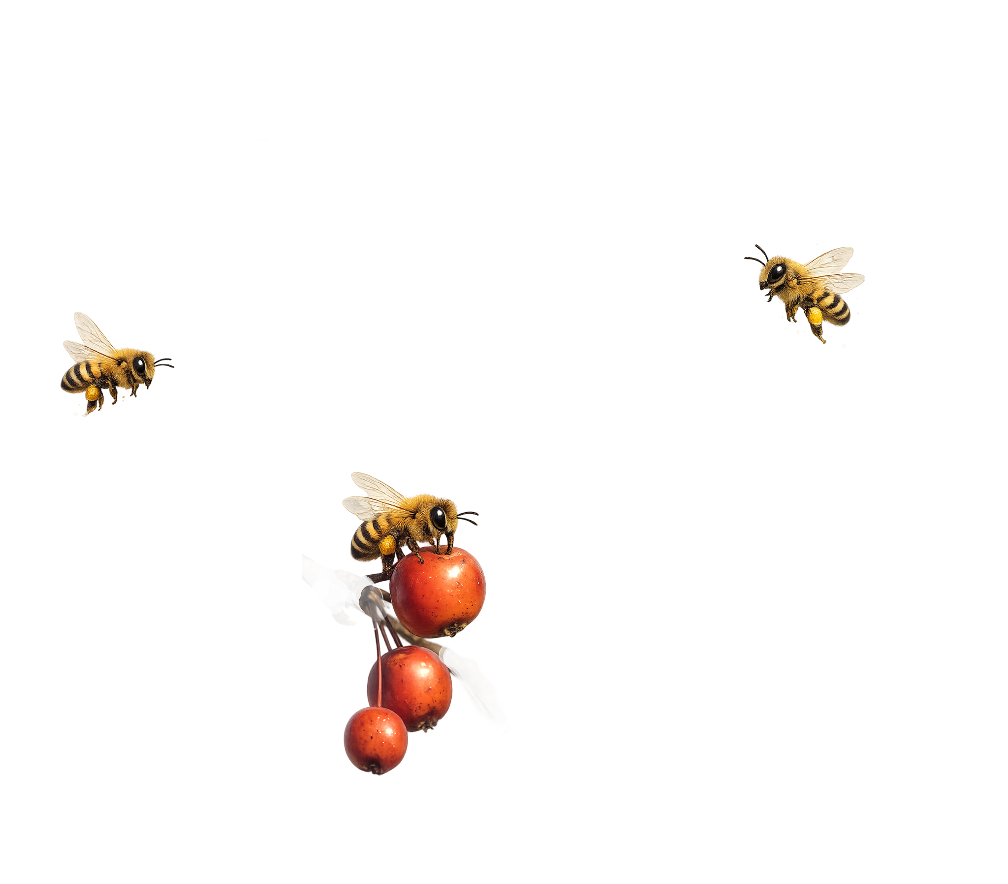 Cedar Waxwing Overlay