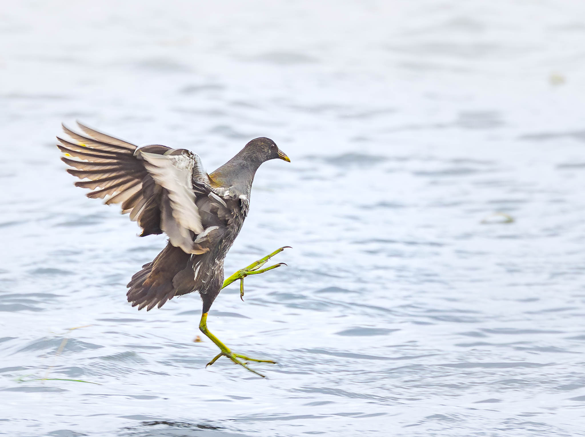 Common Gallinule - Long Toe Touchdown