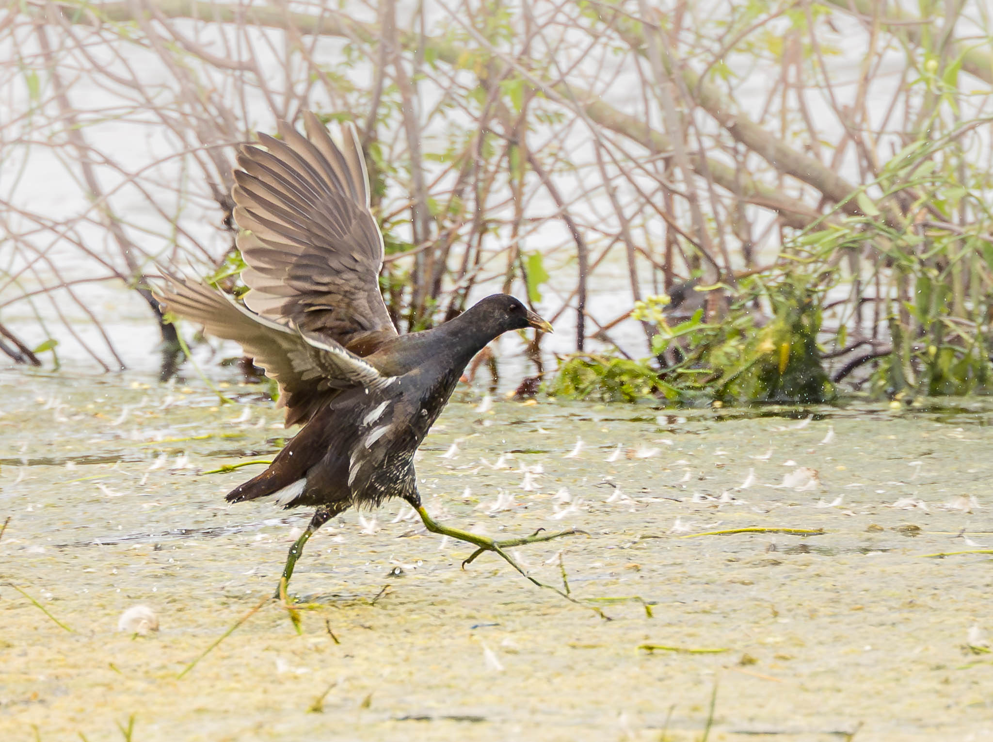 Common Gallinule - The Marsh Tiptoer