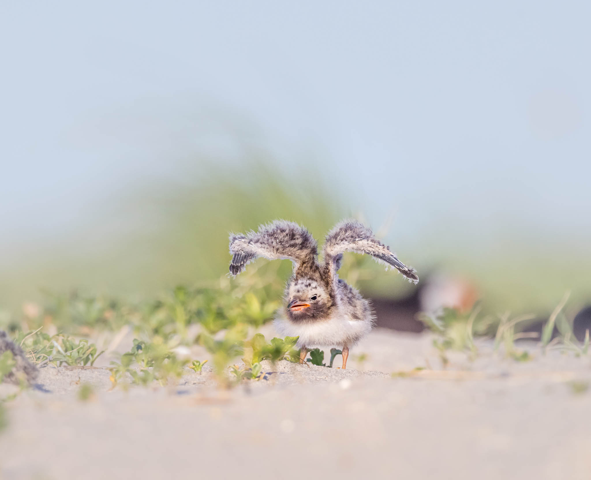 Common Tern - Did It Work? Nope, Try Again