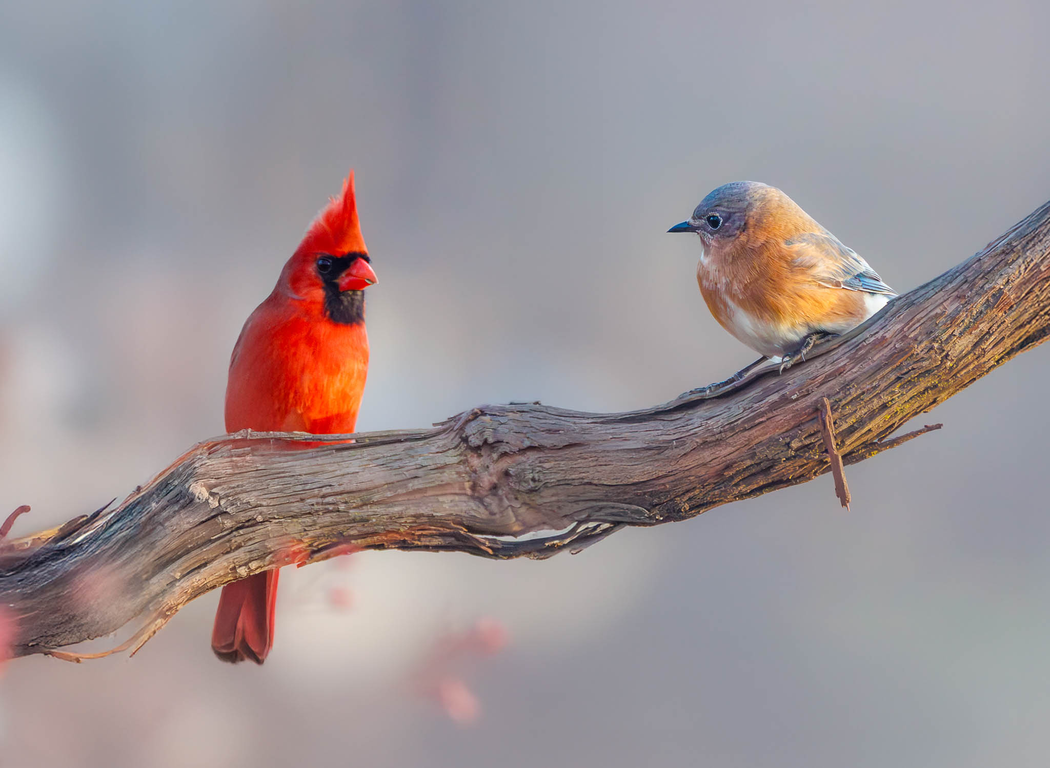 Eastern Bluebird & Northern Cardinal - Nice Outfit!