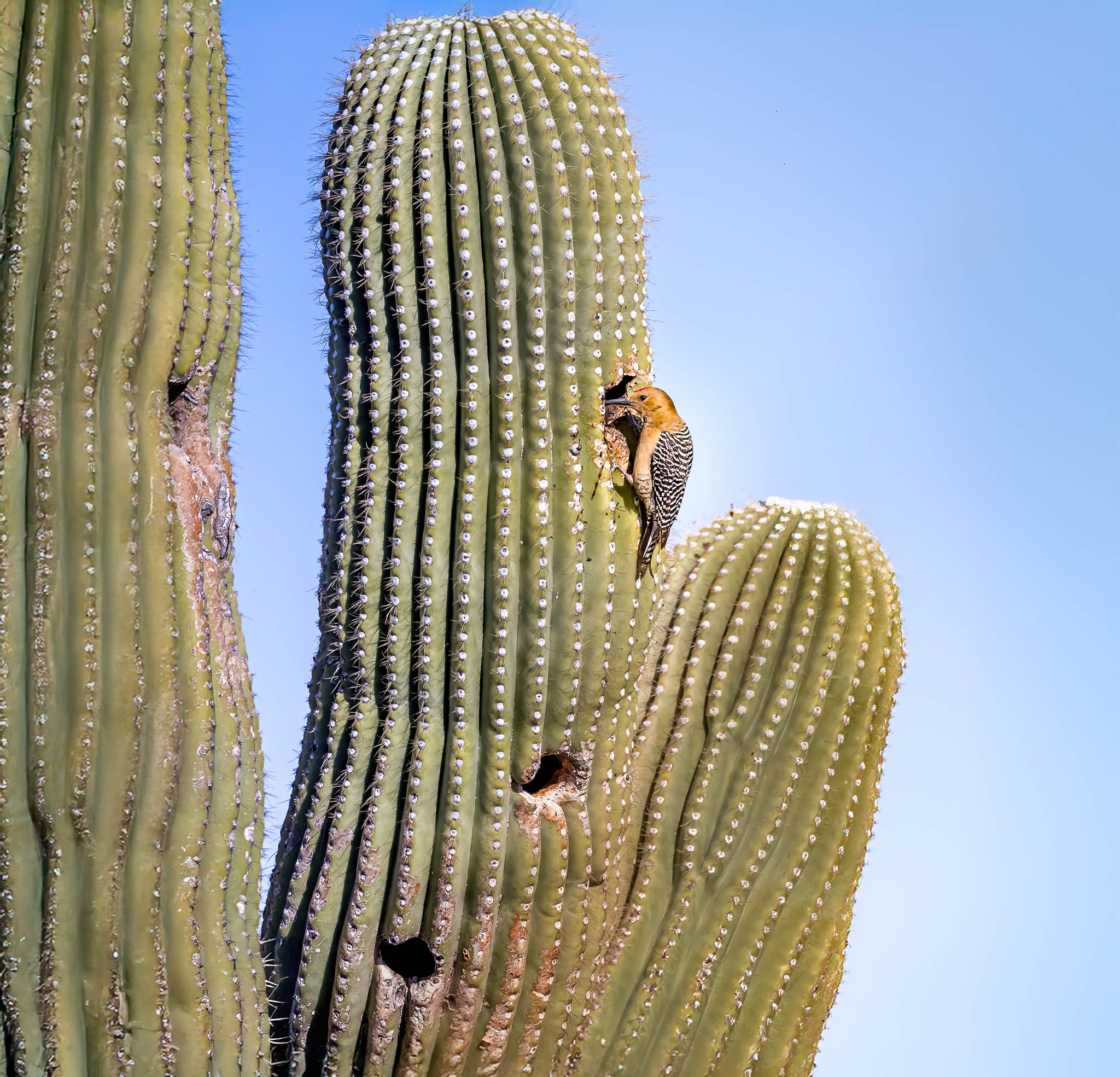 Gila Woodpecker - The Brave Bird and the Prickly House