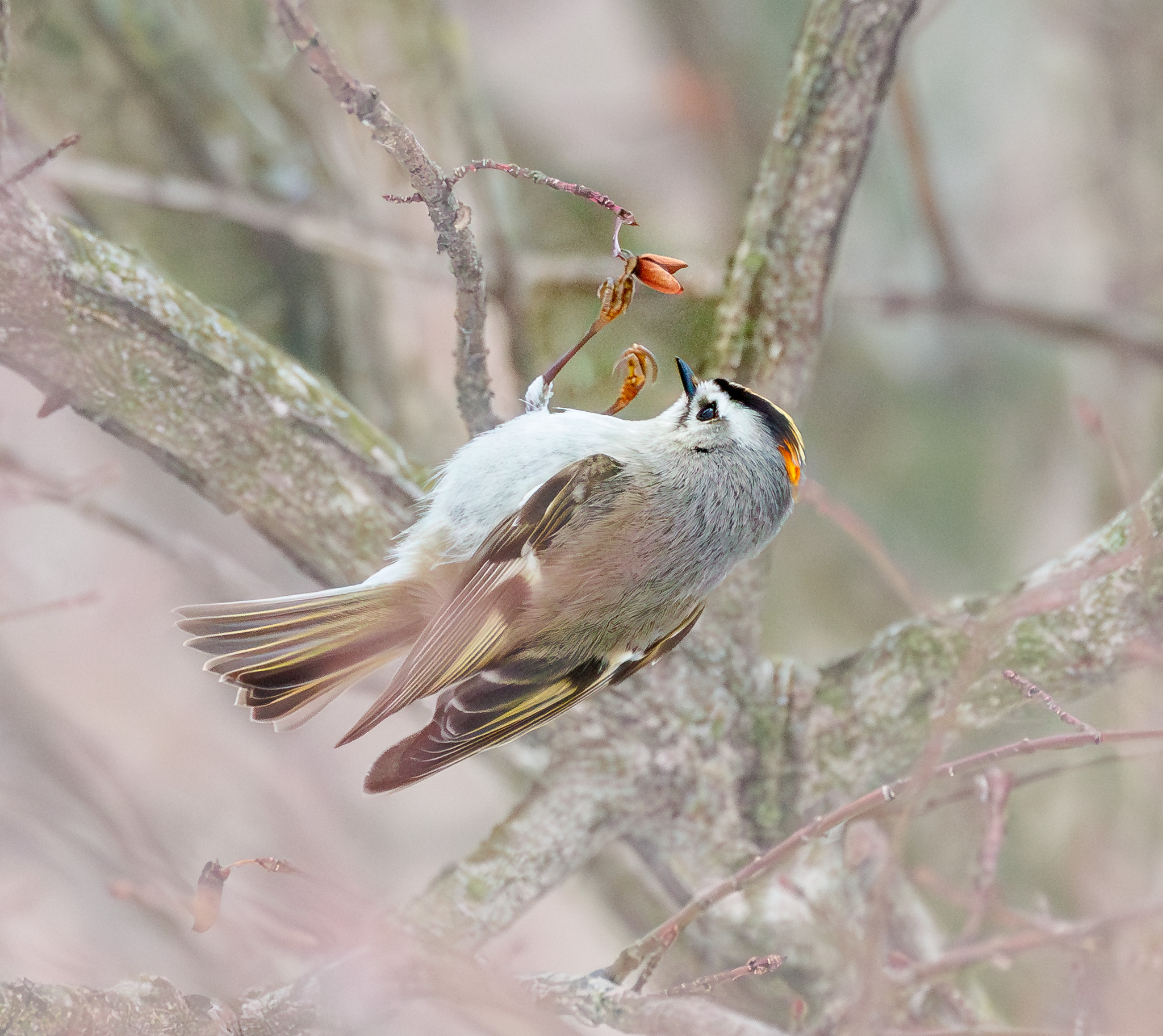 Golden-crowned Kinglet - The One-Toe Wonder!