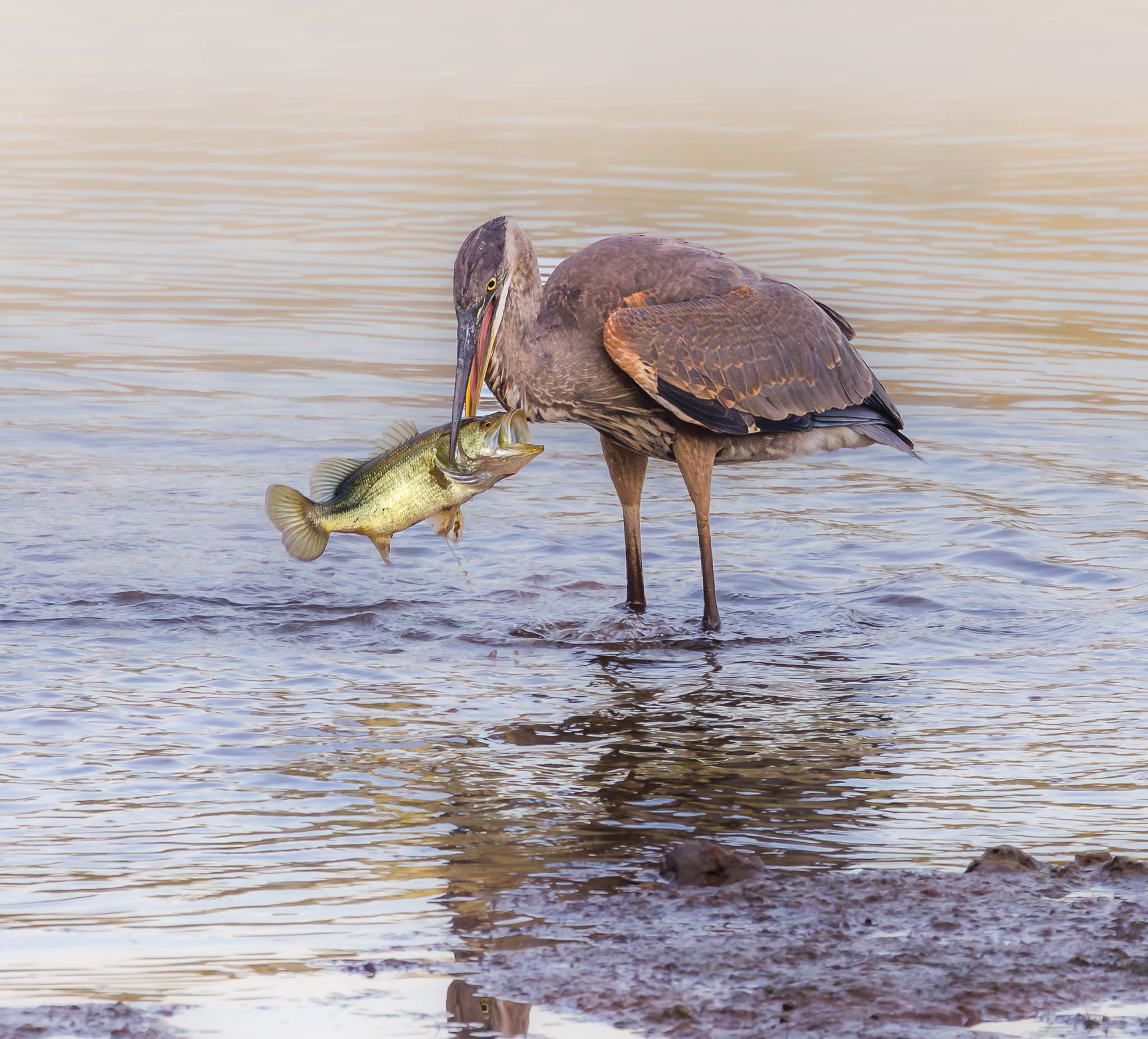 Great Blue Heron - Big Bite, Bigger Surprise