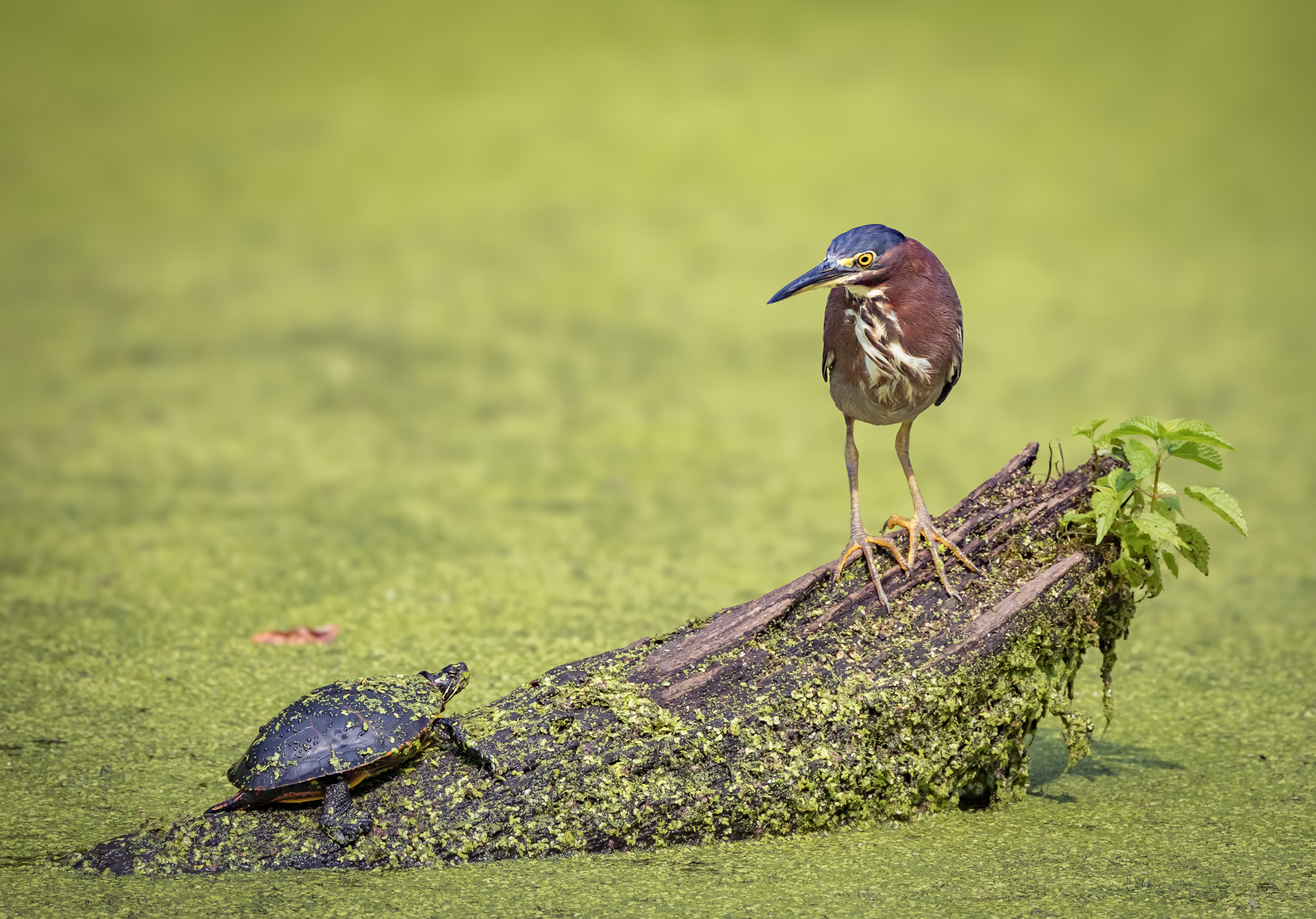 Green Heron & Turtle - Marsh Meeting on the Log