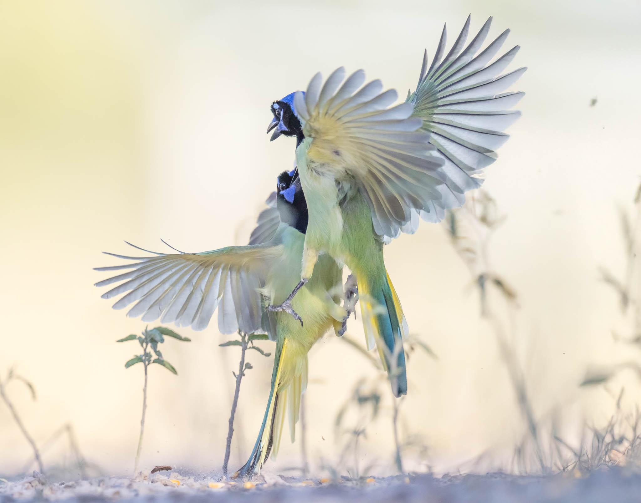 Green Jay - Dance Time