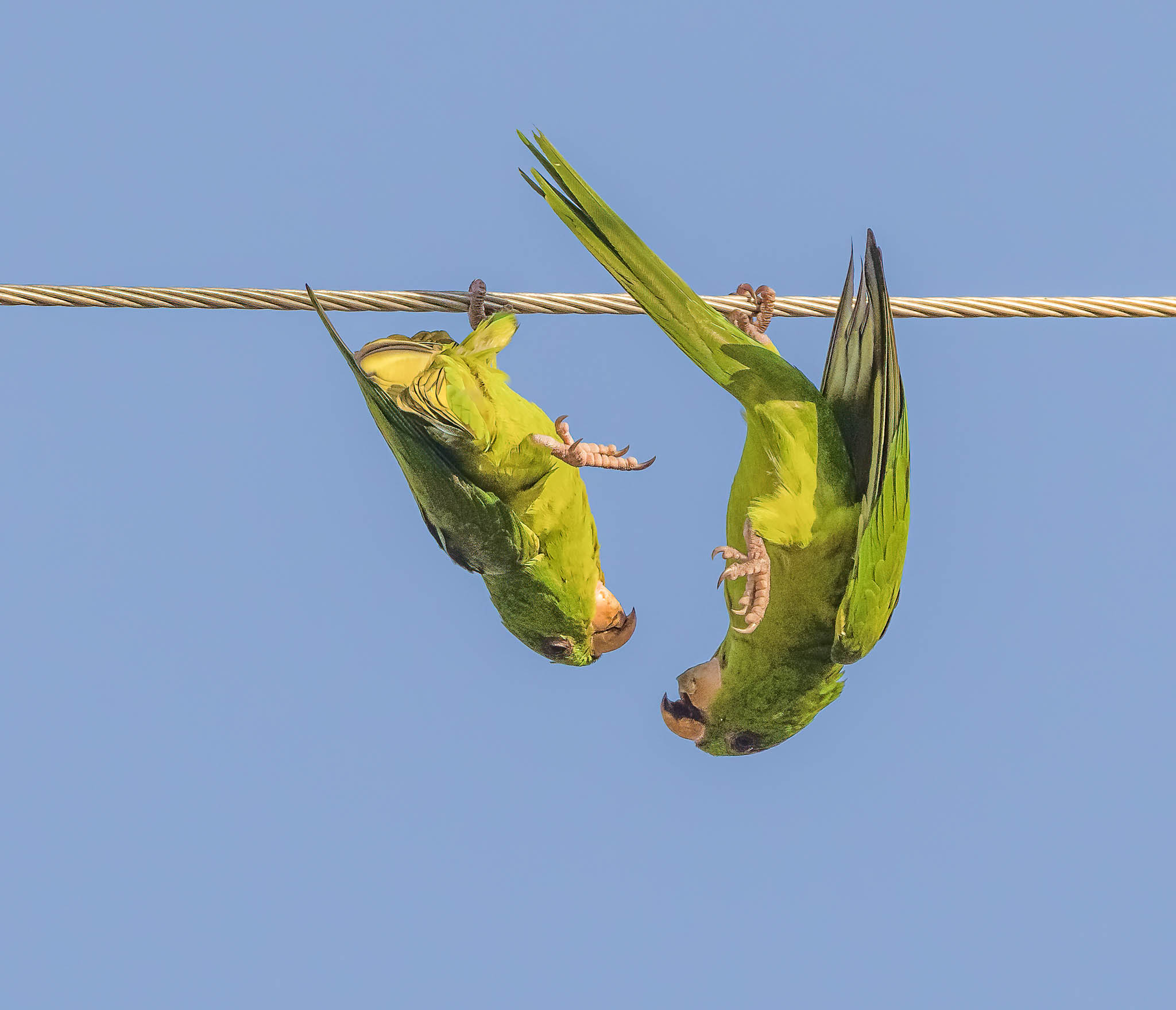 Green Parakeet - Hey Thats My Spot