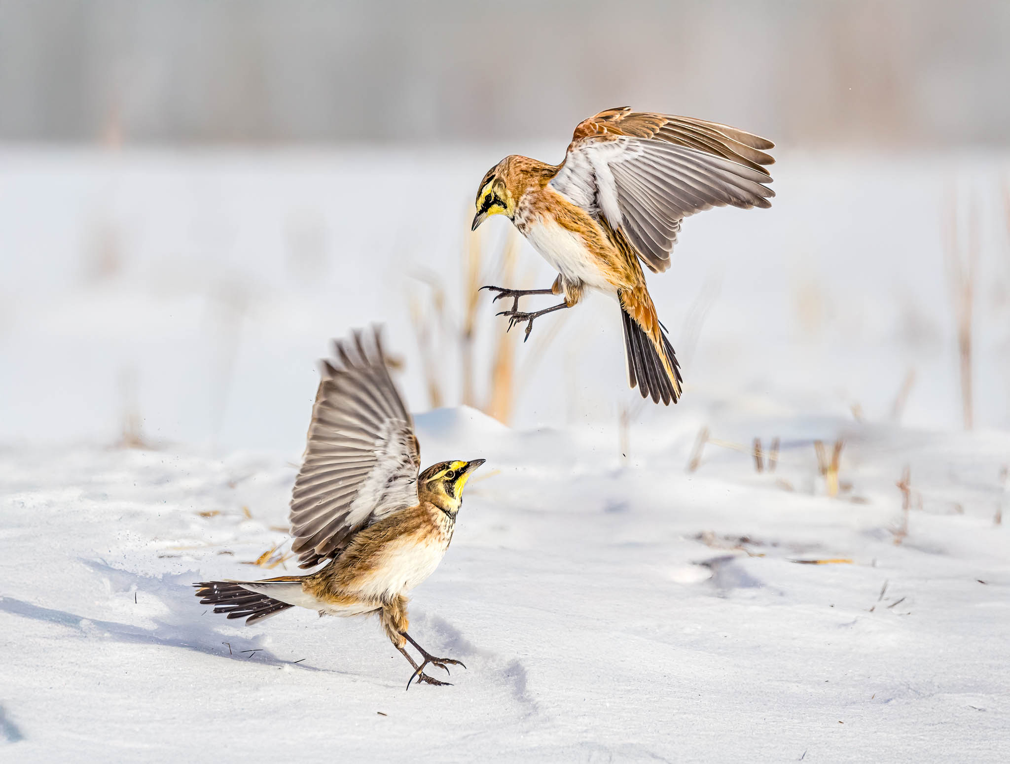 Horned Larks - Fun in the Snow!