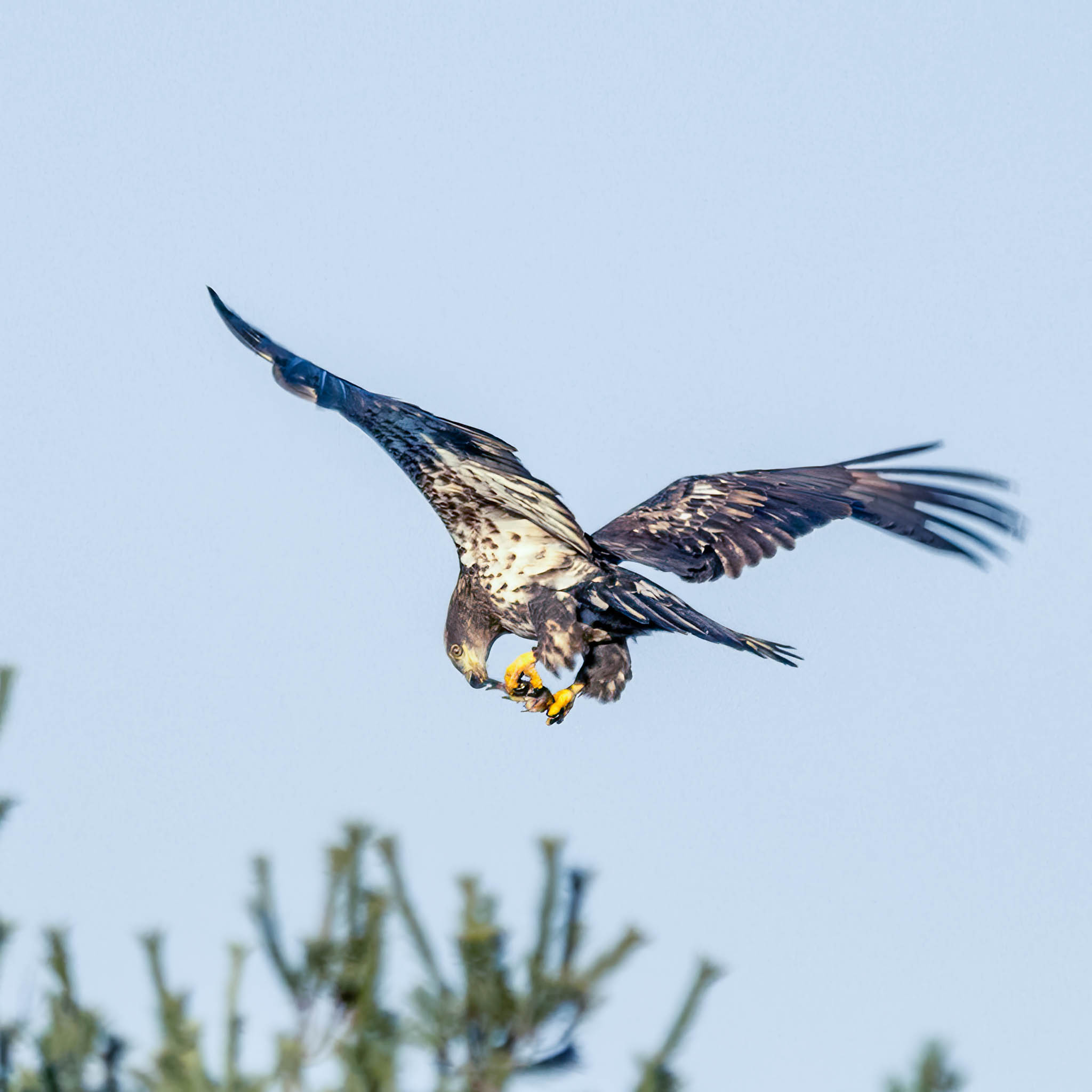 Juvenile Bald Eagle - Fast Food, Eagle-Style