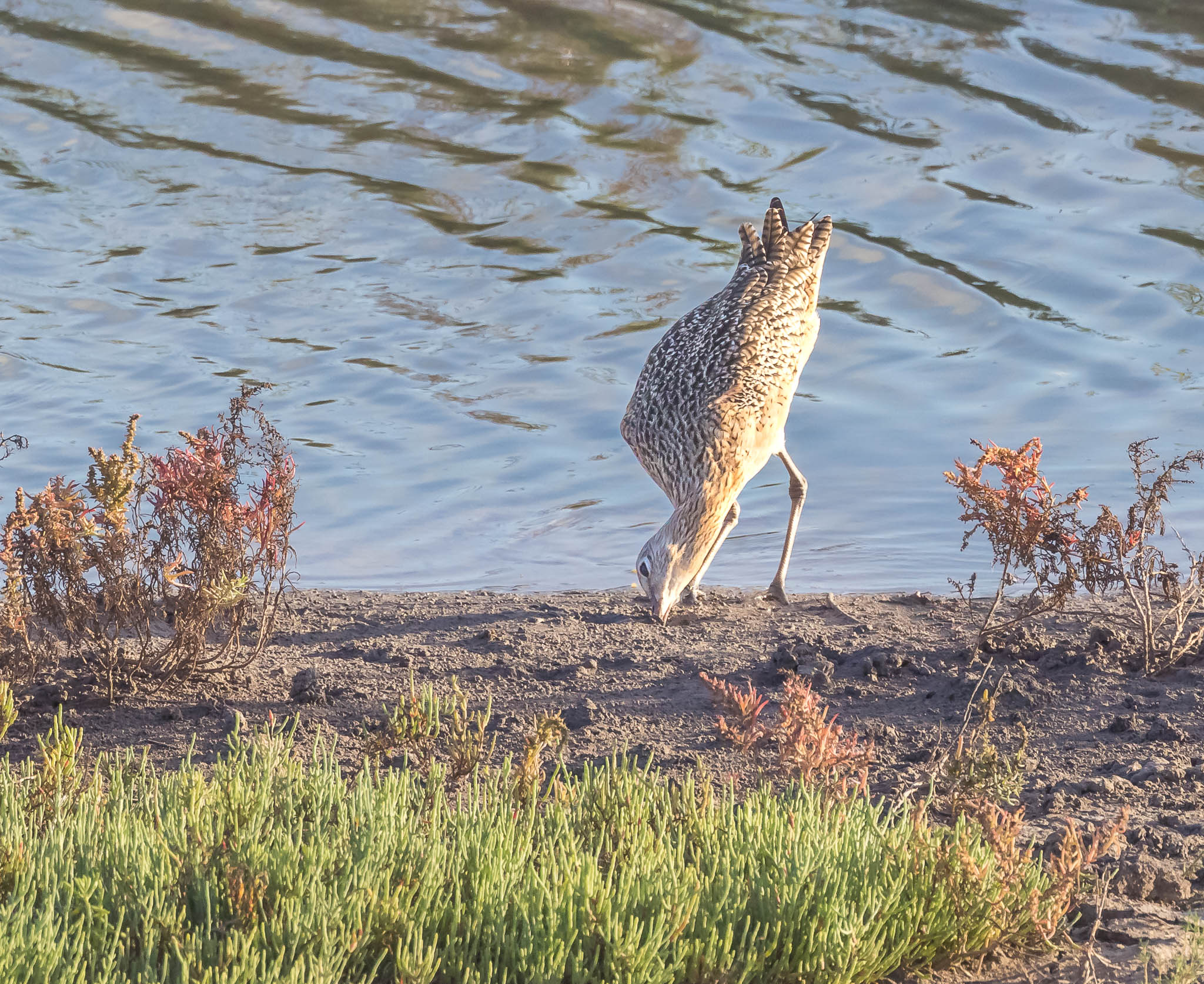 Long-billed Curlew - Head First Into Lunch
