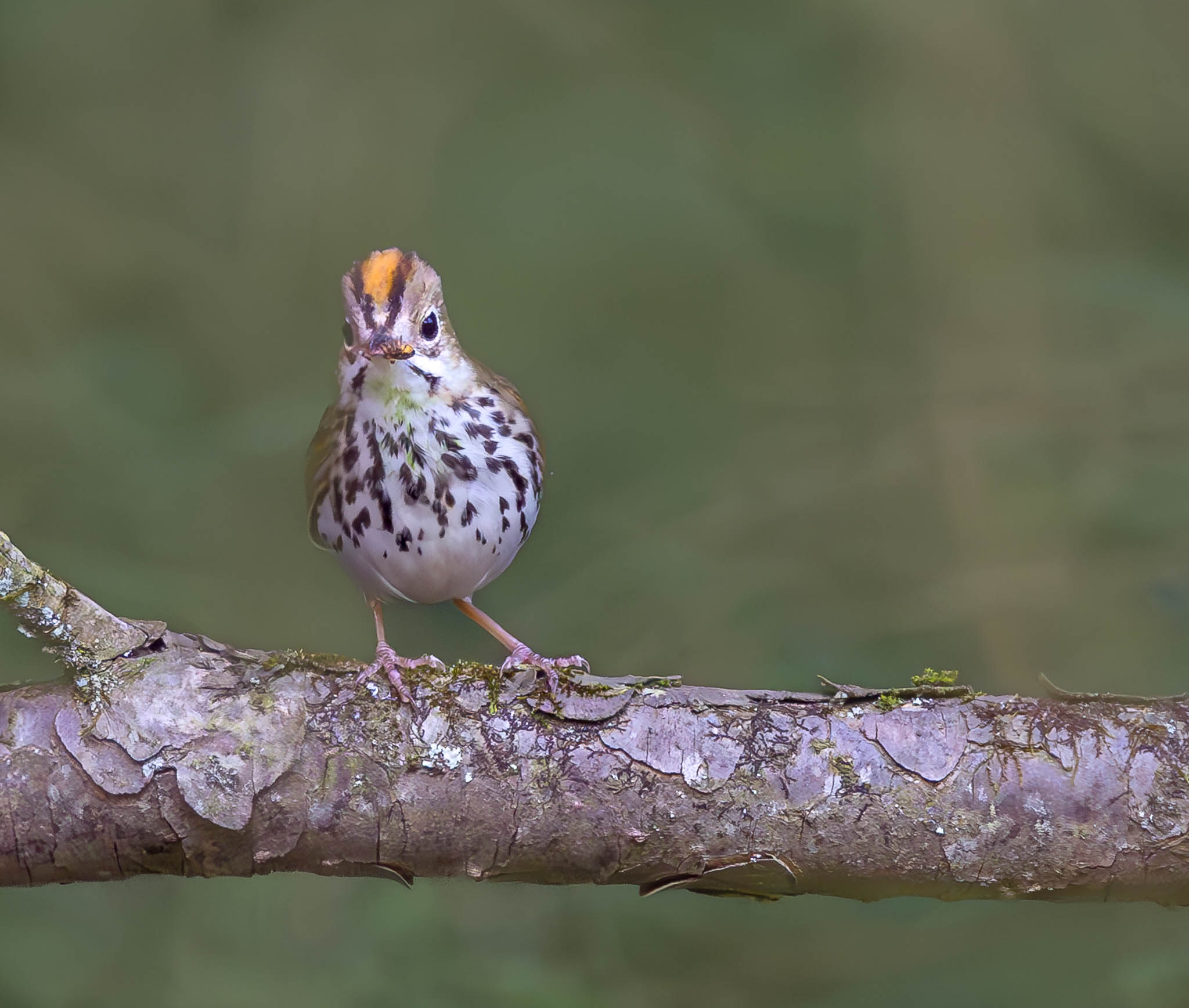 Ovenbird - A Flash of Orange