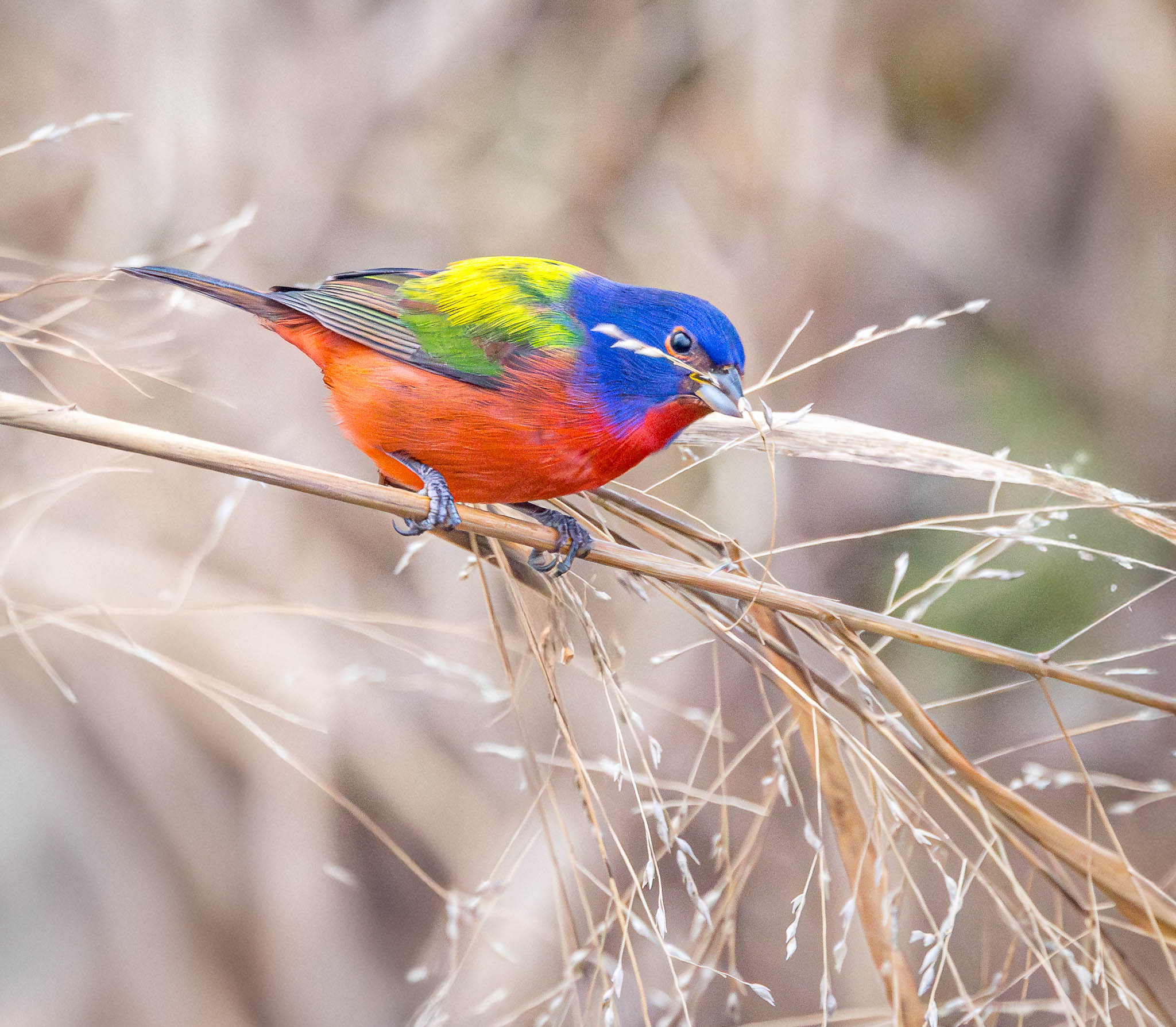 Painted Bunting - Crayon Bird