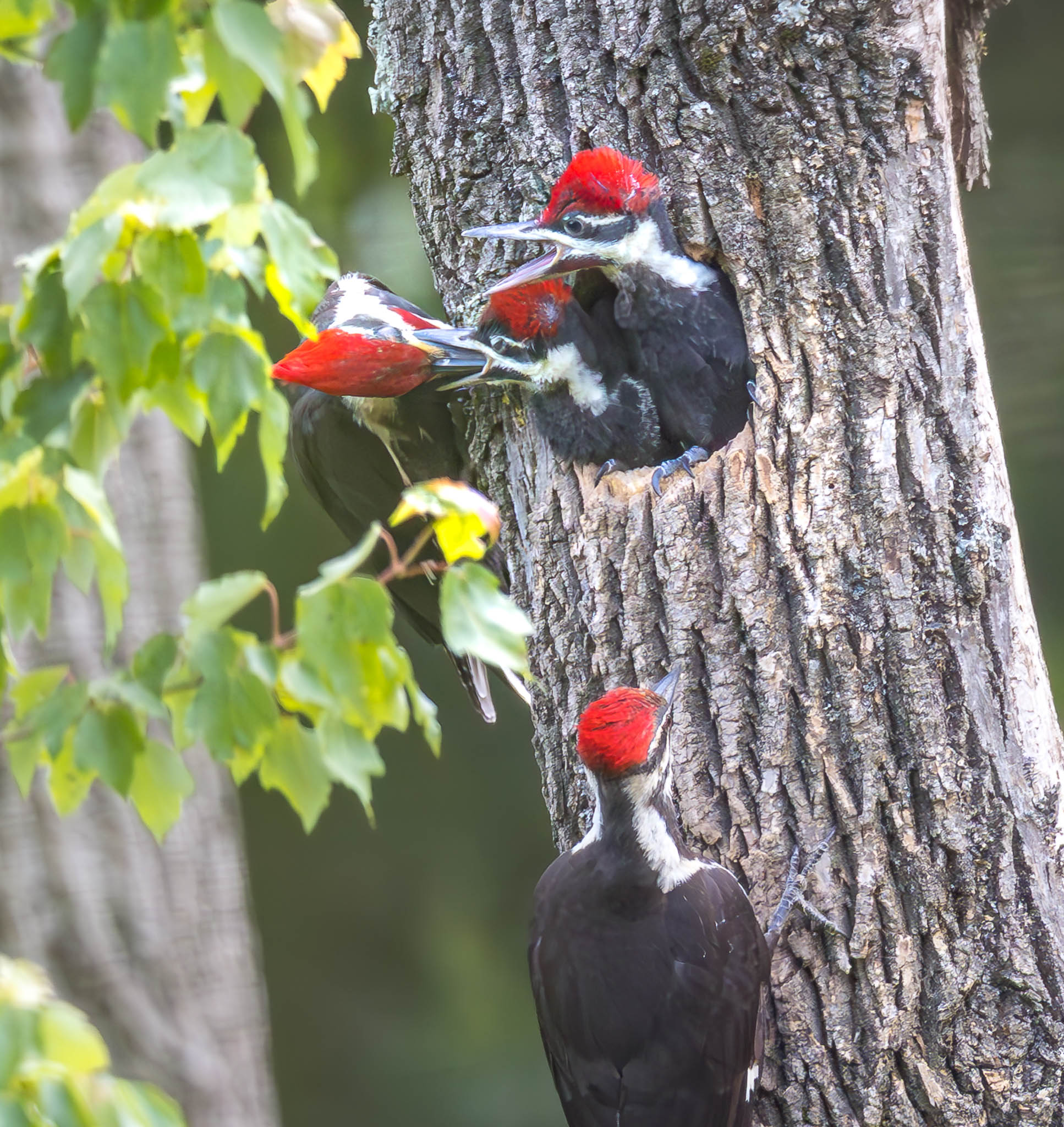 Pileated Woodpeckers - Dinner Time Drama!