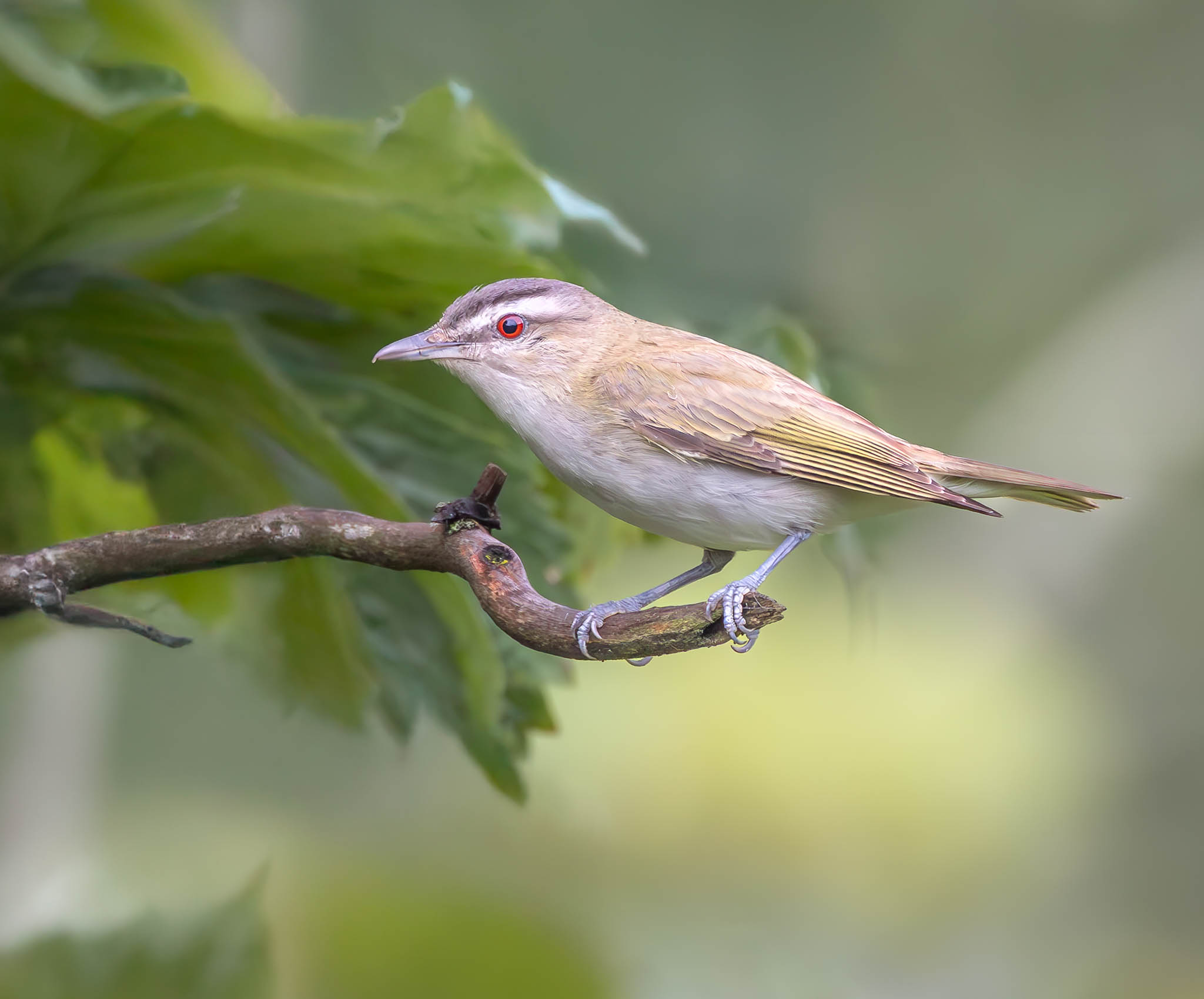 Red-eyed Vireo - Little Bird Big Red Eye