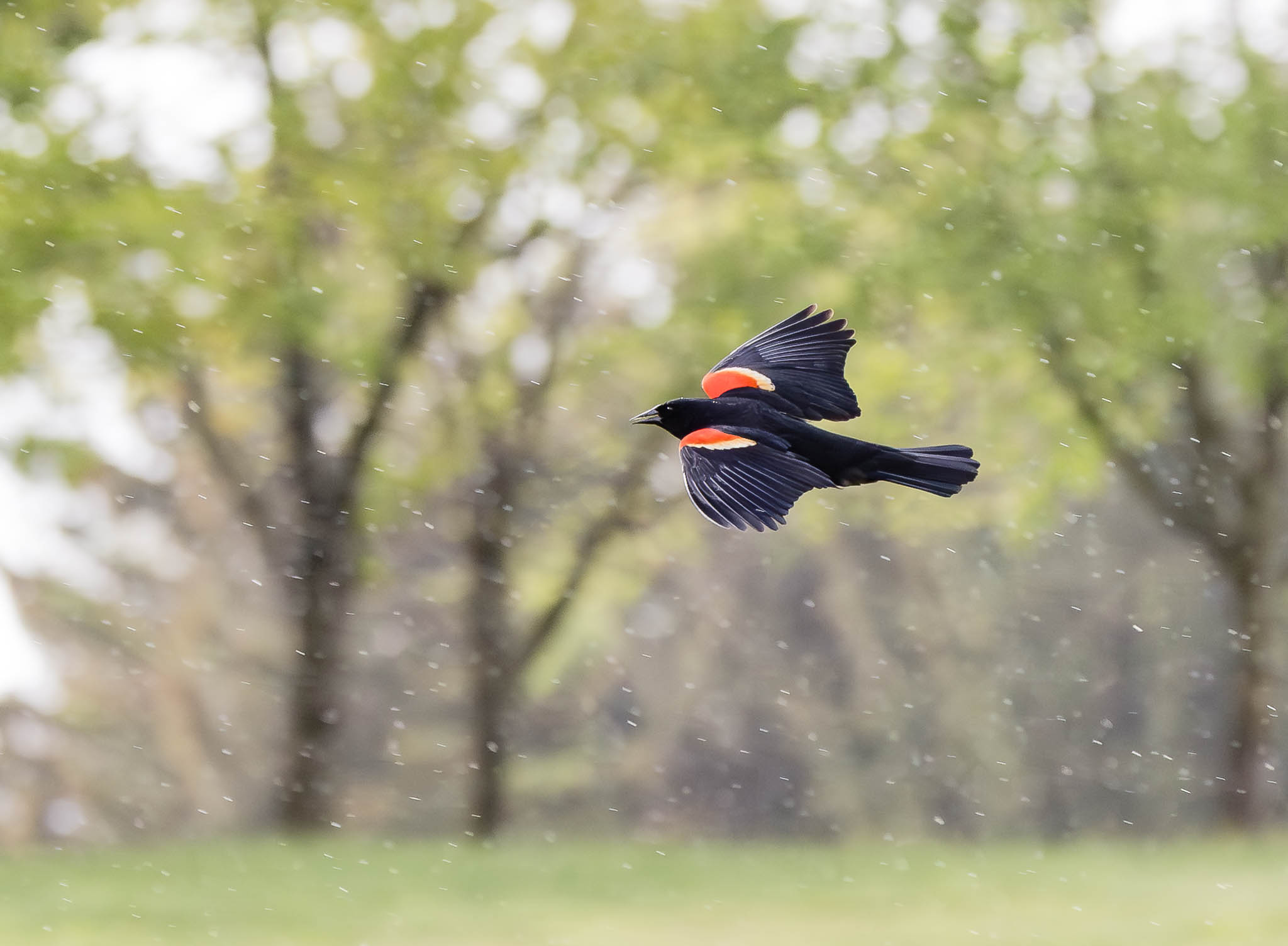 Red-winged Blackbird - Rainy Day Red Wings