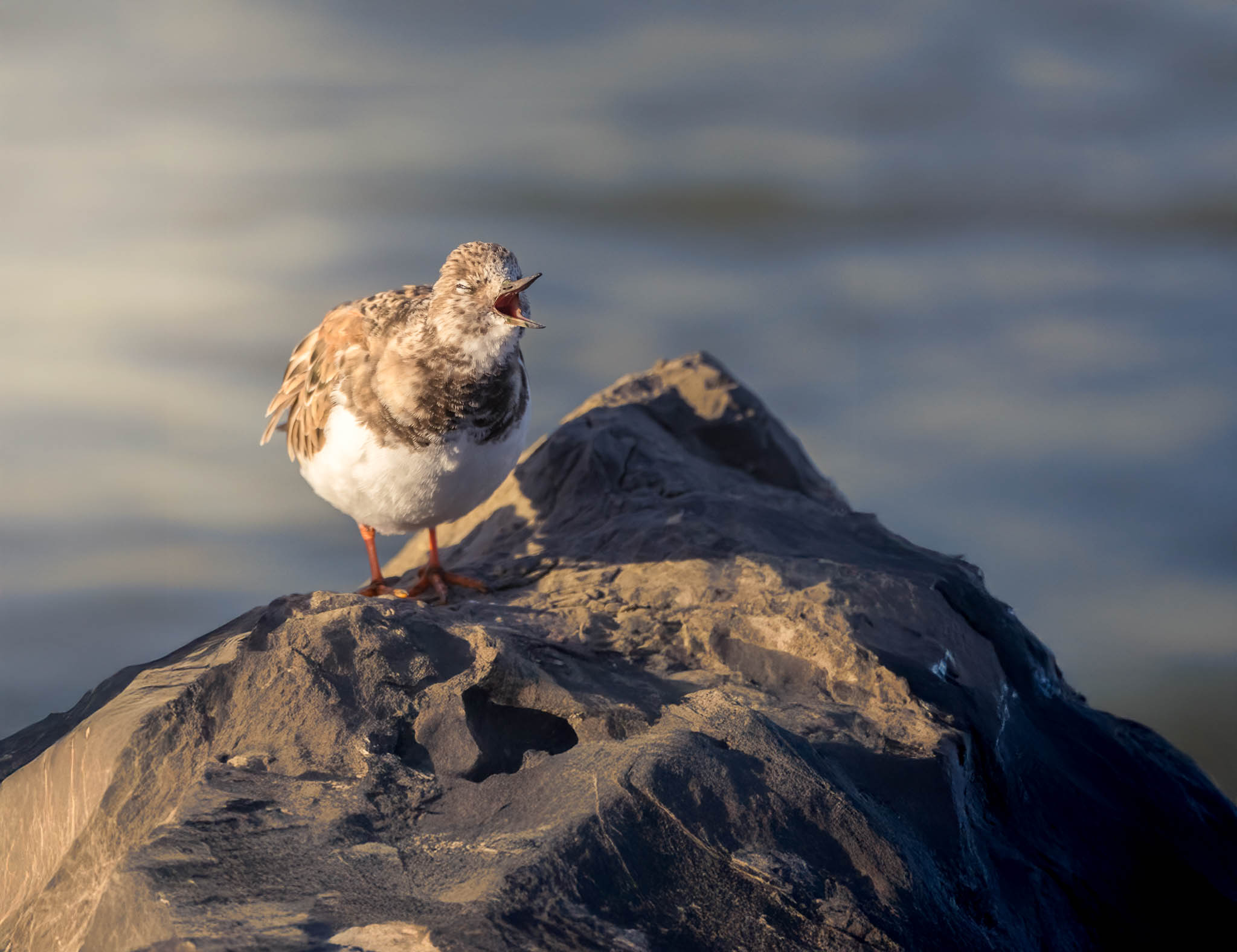 Ruddy Turnstone - Rise and Shine, Rock Hopper
