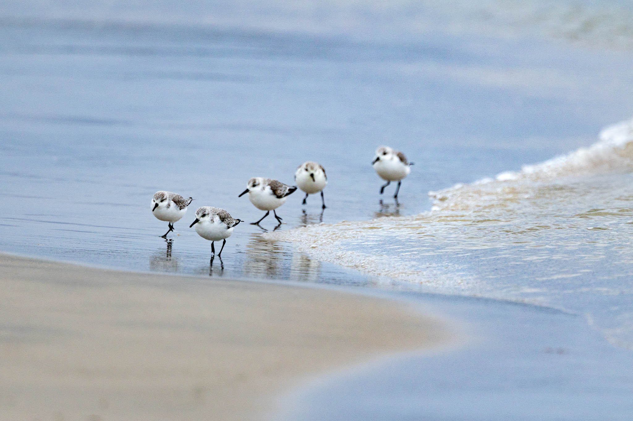 Sanderlings - Tiny Wave Runners