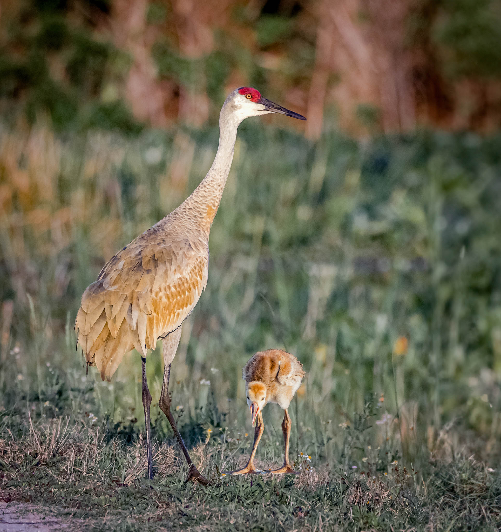 Sandhill Crane - Stick Close Little Legs