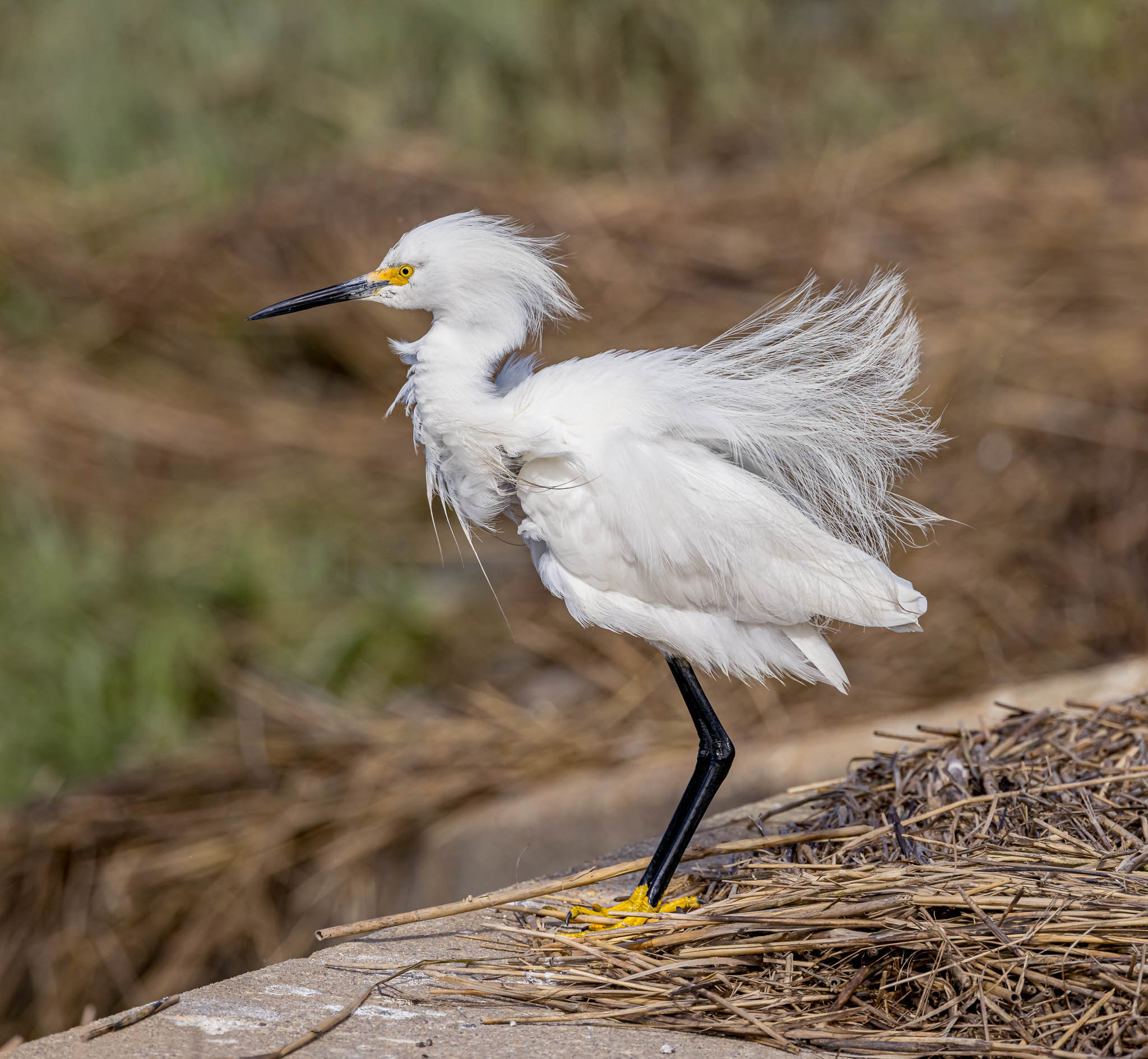 Snowy Egret - Golden Feet Silvery Feathers
