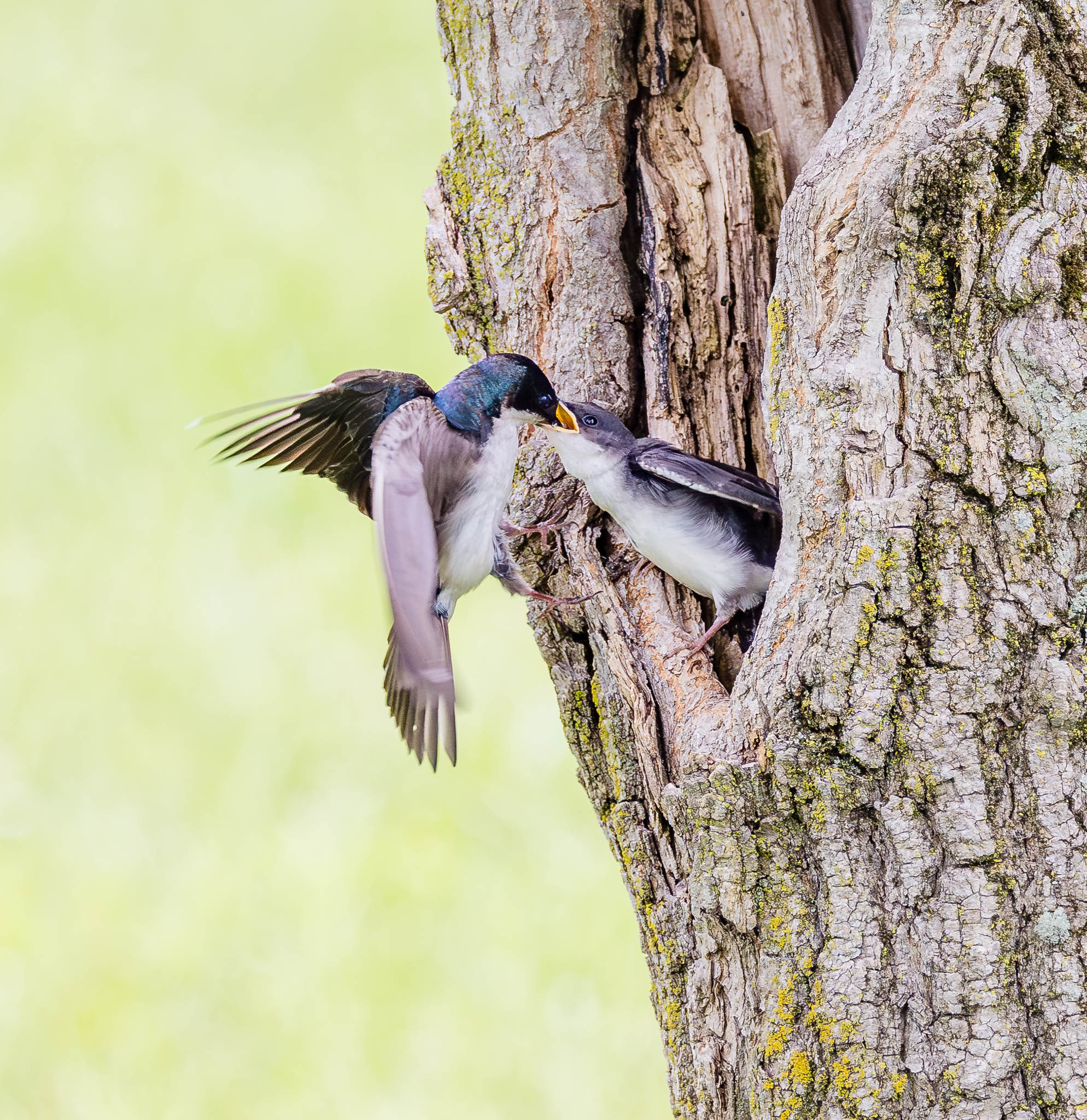 Tree Swallow - Dinner Delivery