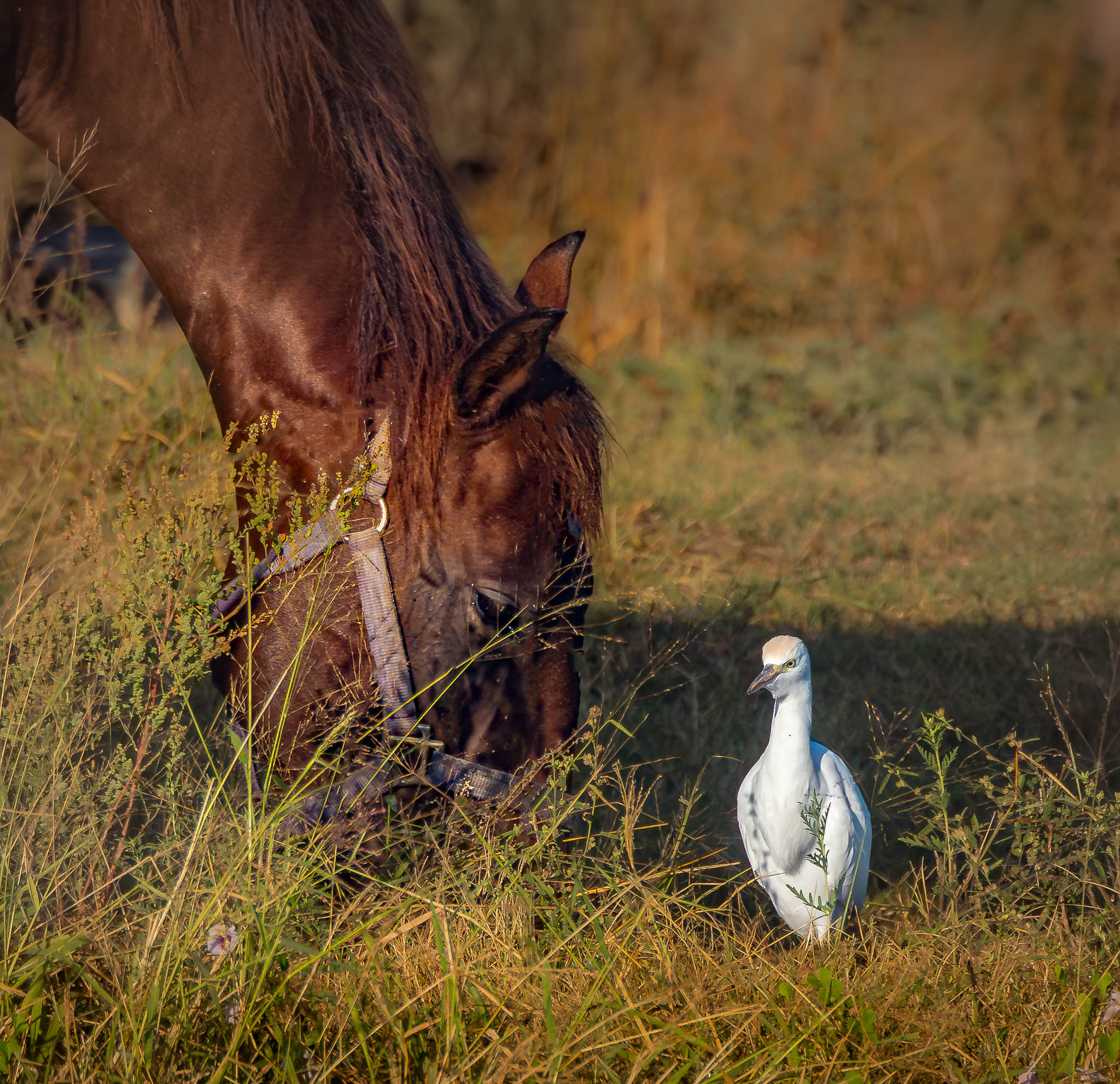 Western Cattle Egret - An Unlikely Lunch Buddy