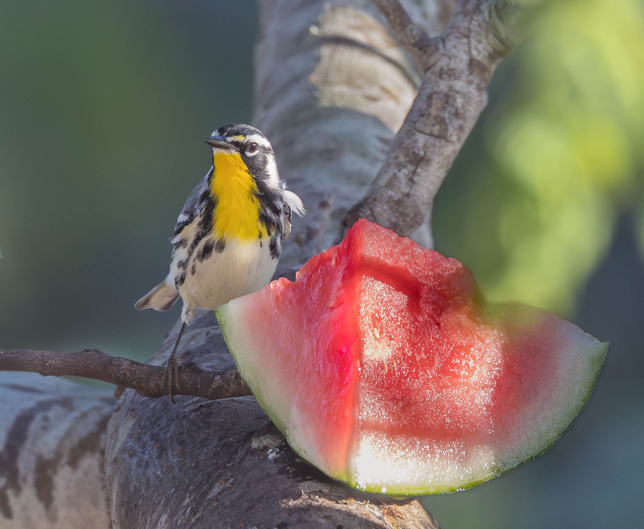 Yellow-throated Warbler - Best Snack Ever!