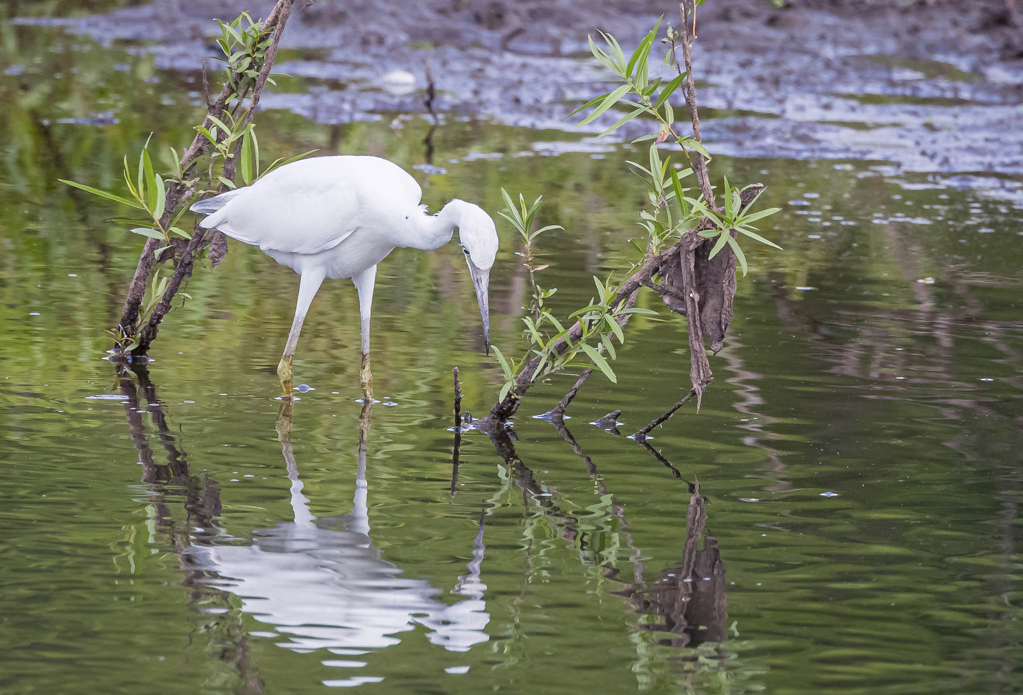 Little Blue Heron