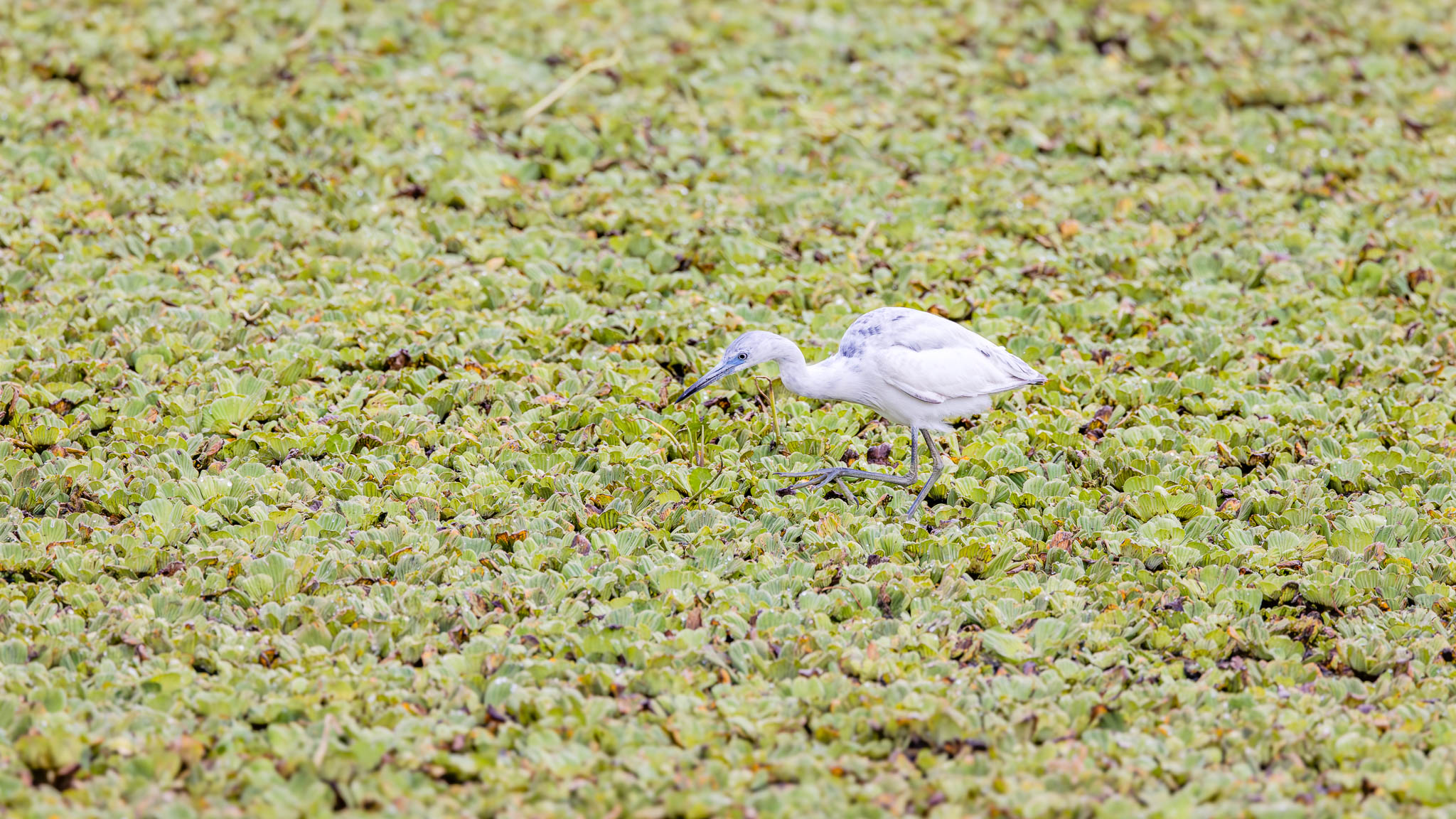 Little Blue Heron