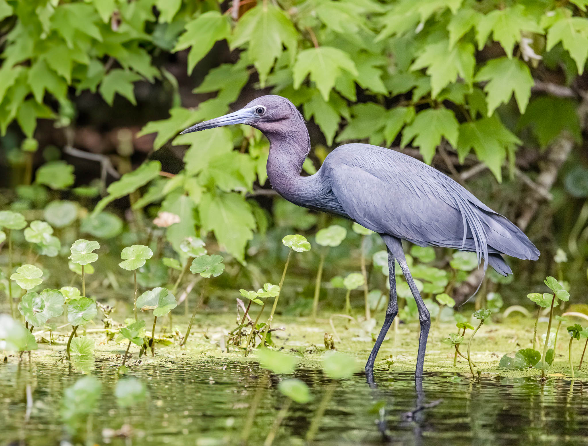 Little Blue Heron
