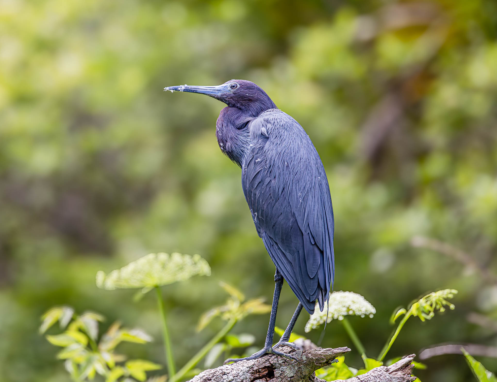 Little Blue Heron