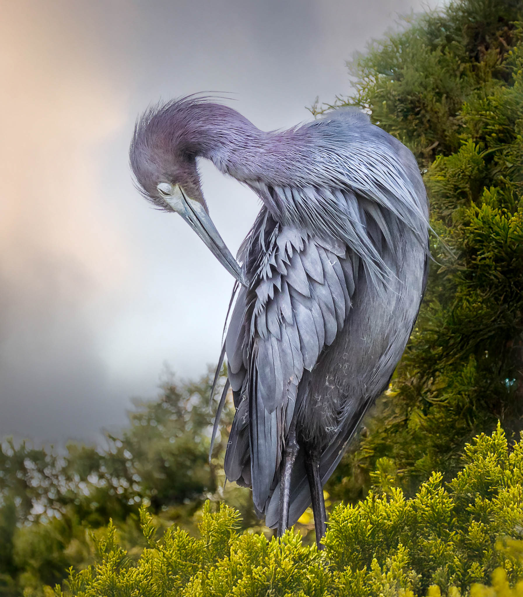Little Blue Heron