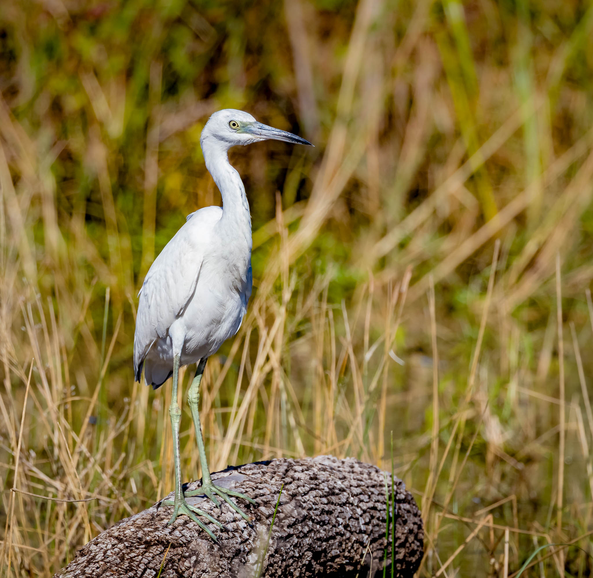 Little Blue Heron