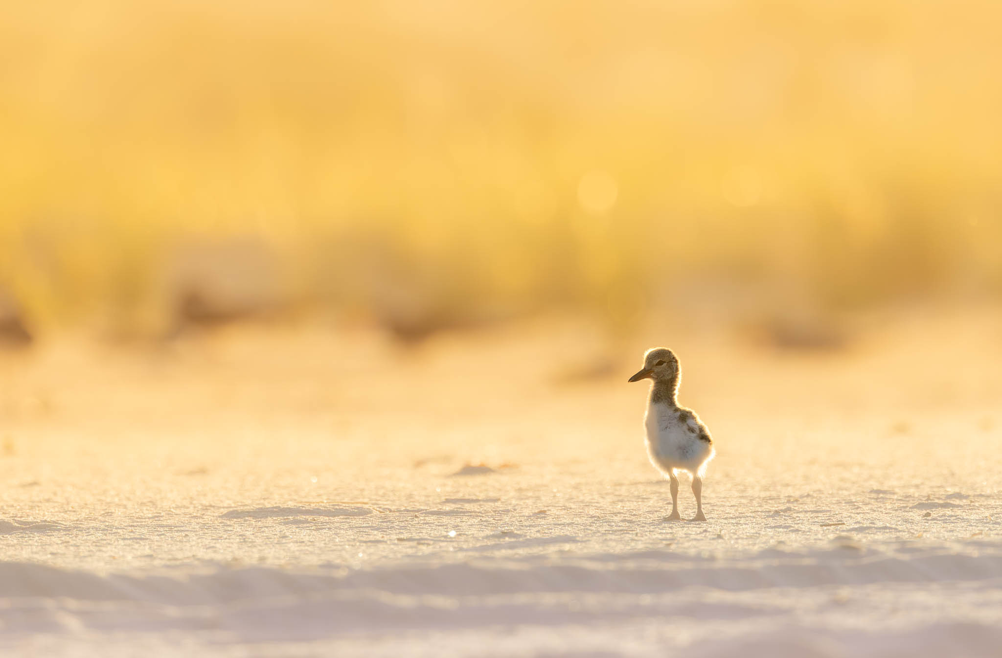American Oystercatcher