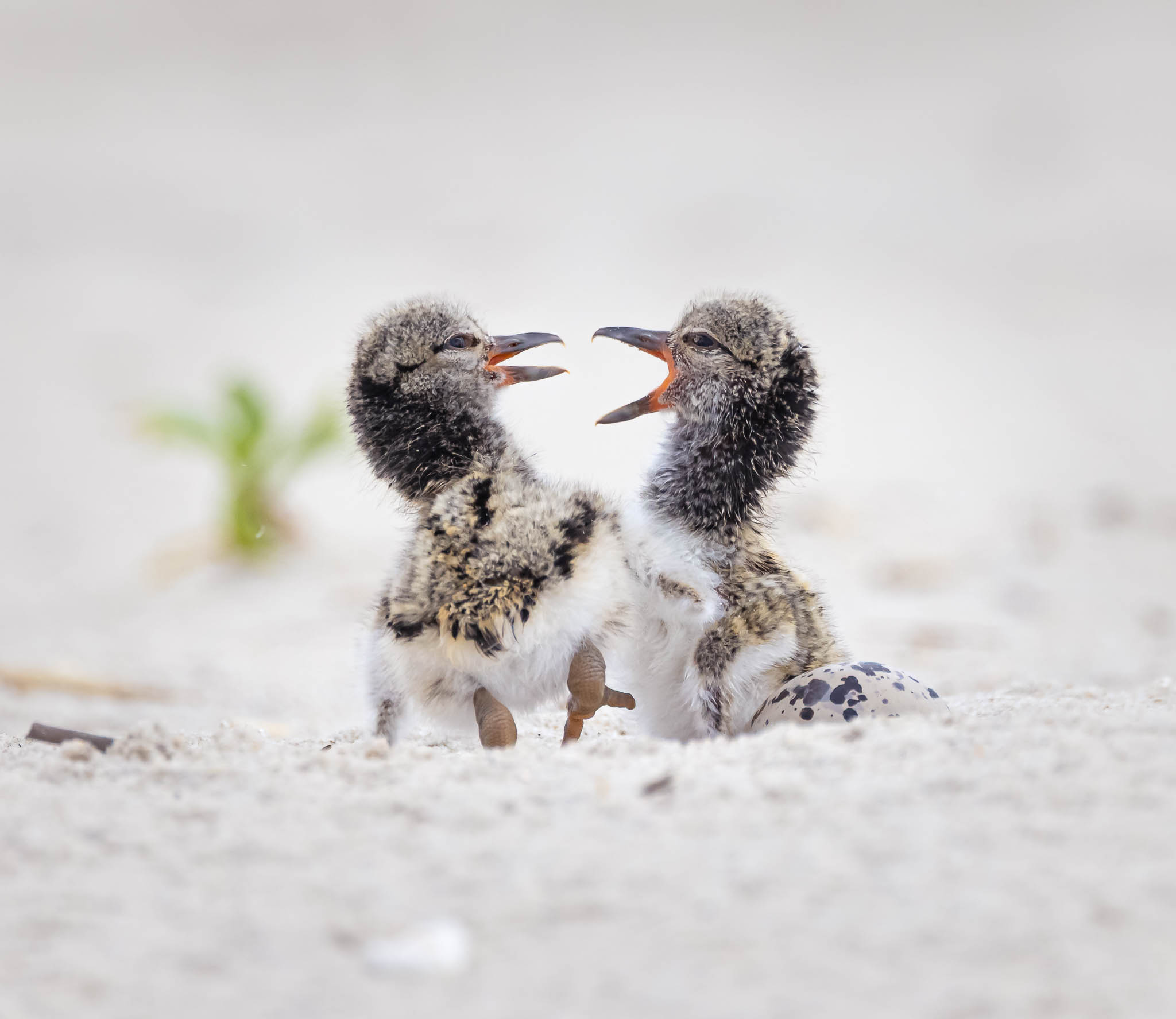 American Oystercatcher