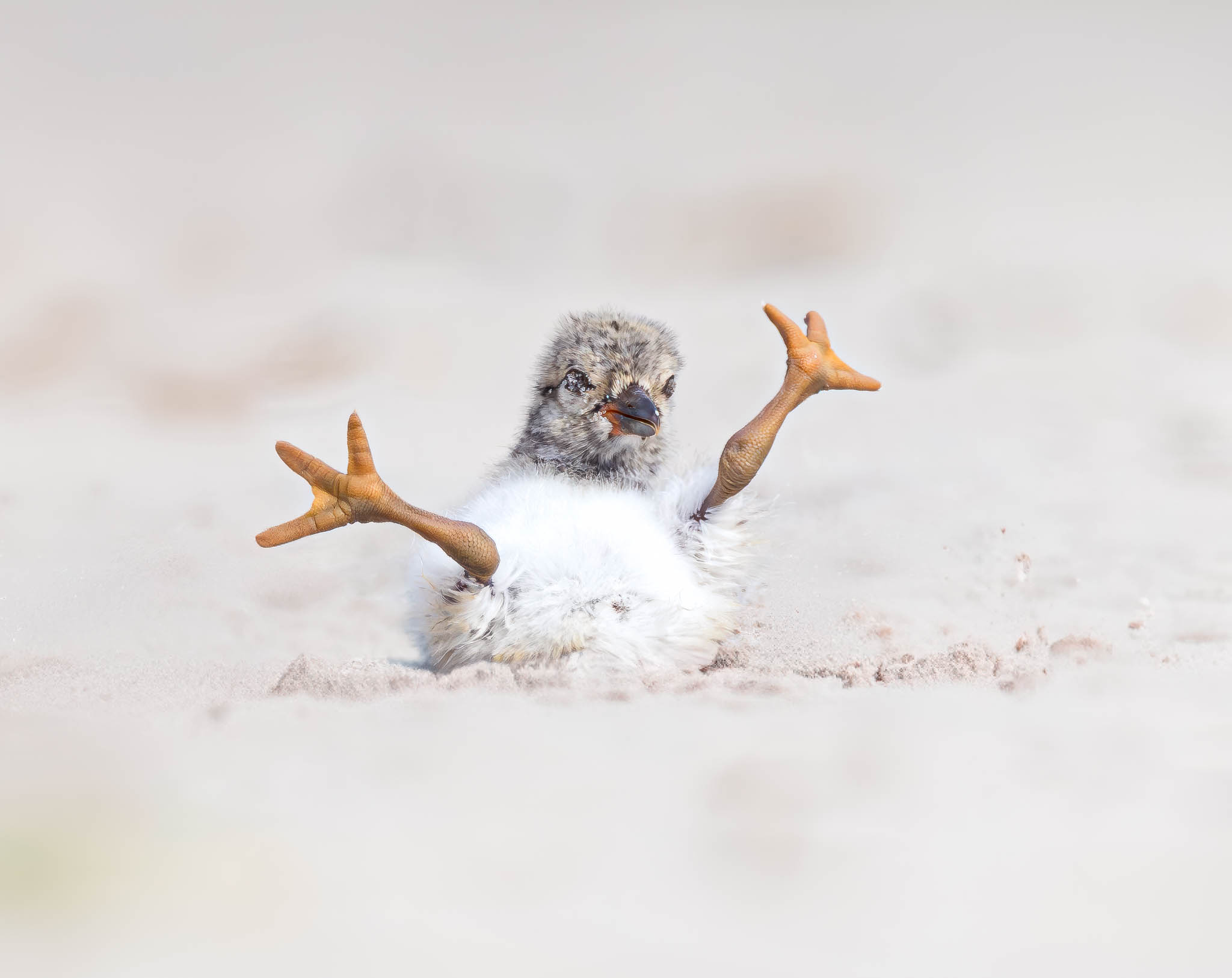American Oystercatcher