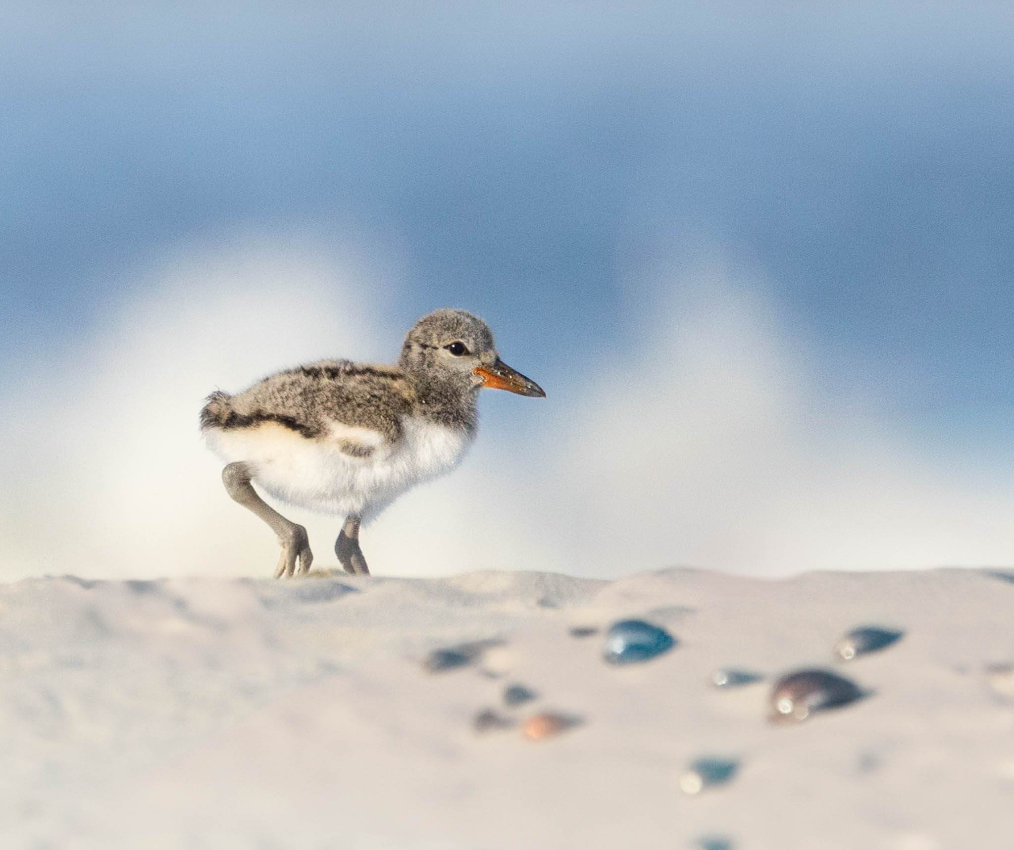 American Oystercatcher