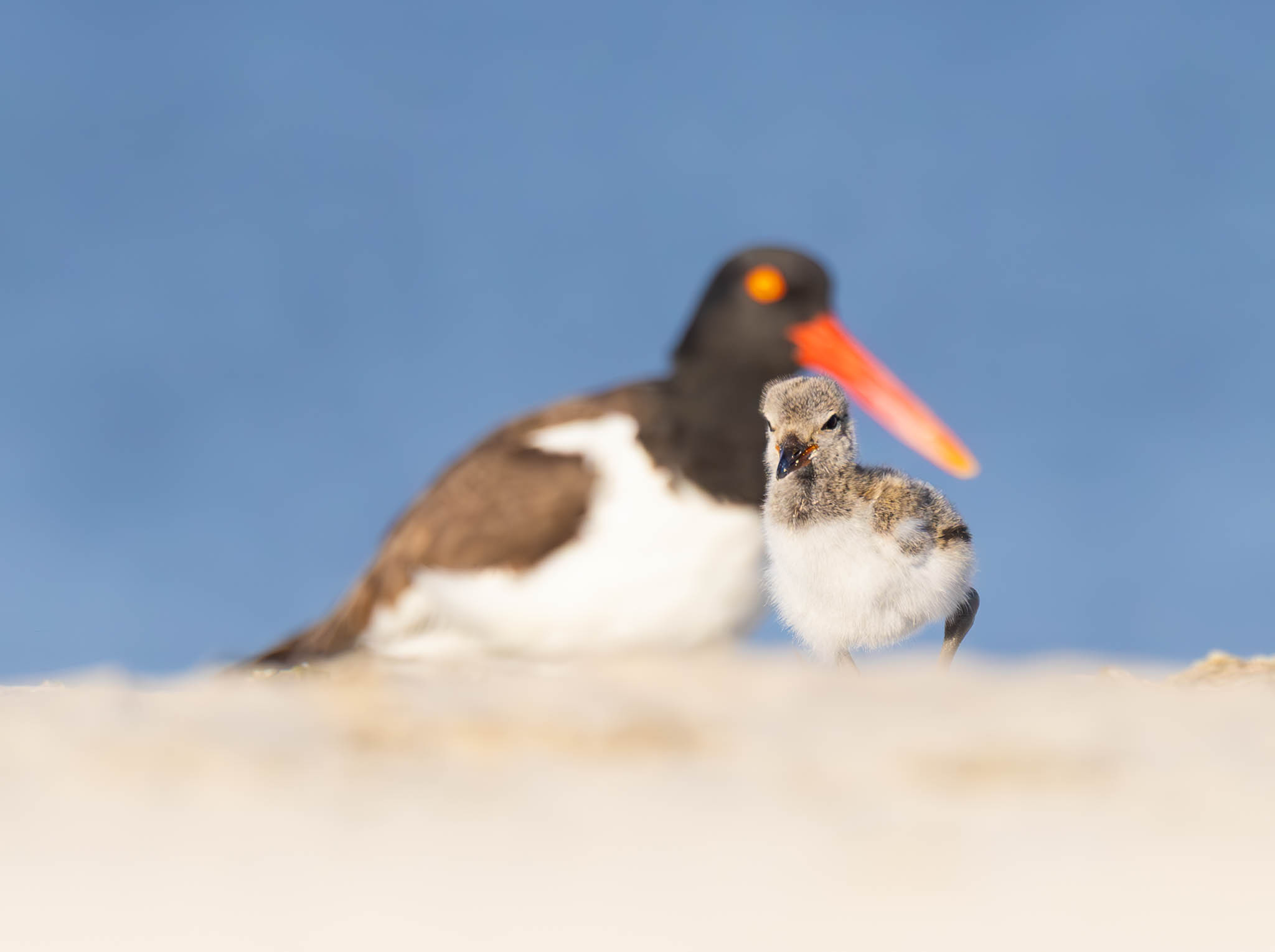 American Oystercatcher