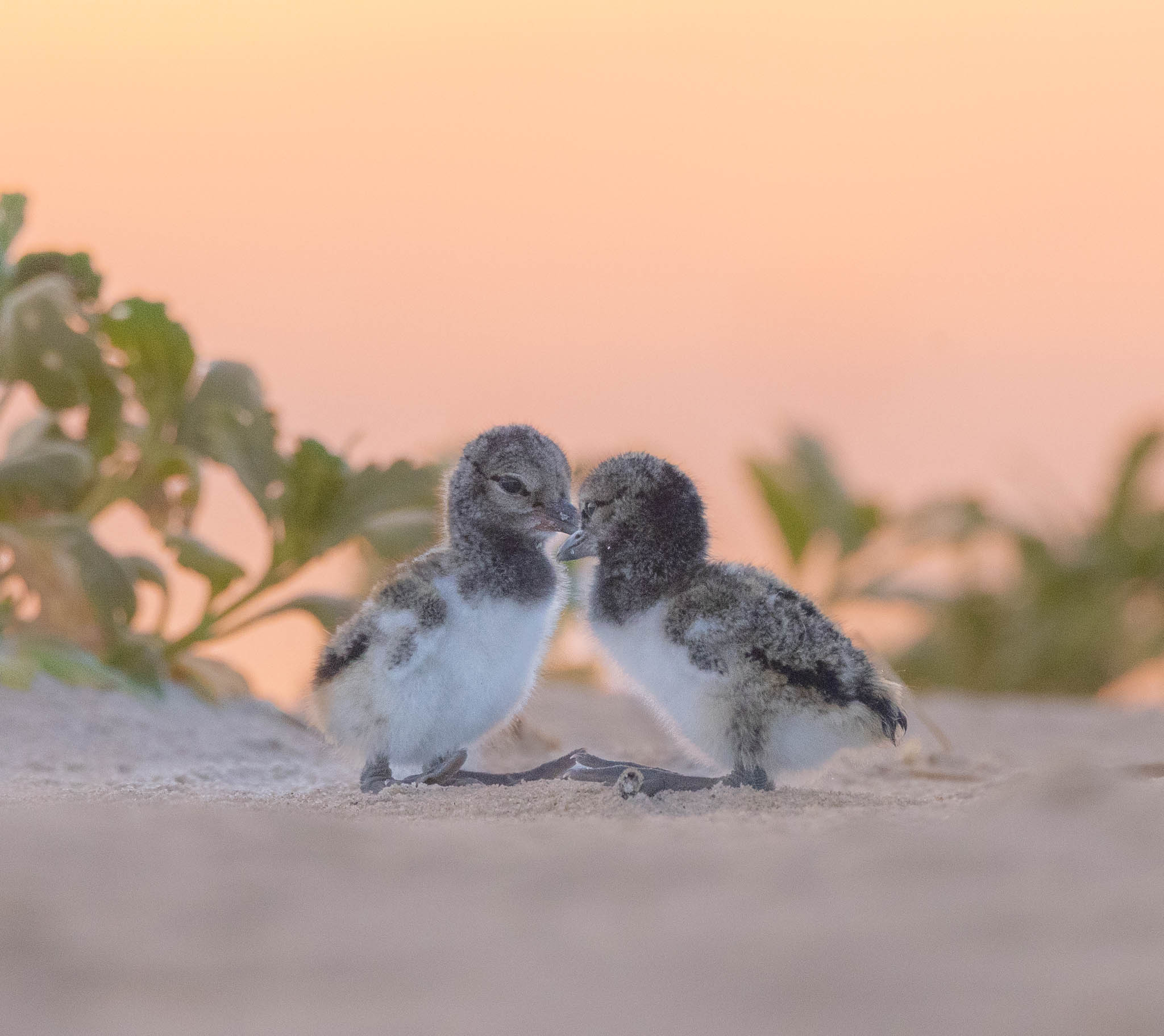 American Oystercatcher